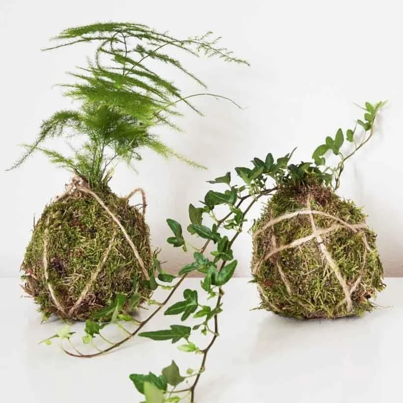 Two planters made from moss-covered balls with plants growing out of them, one with a fern and the other with a vine, against a white background.