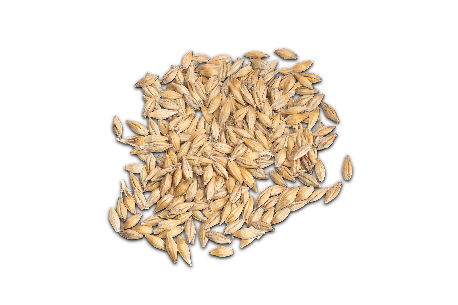 Cluster of barley grains for malting on a dark navy background.