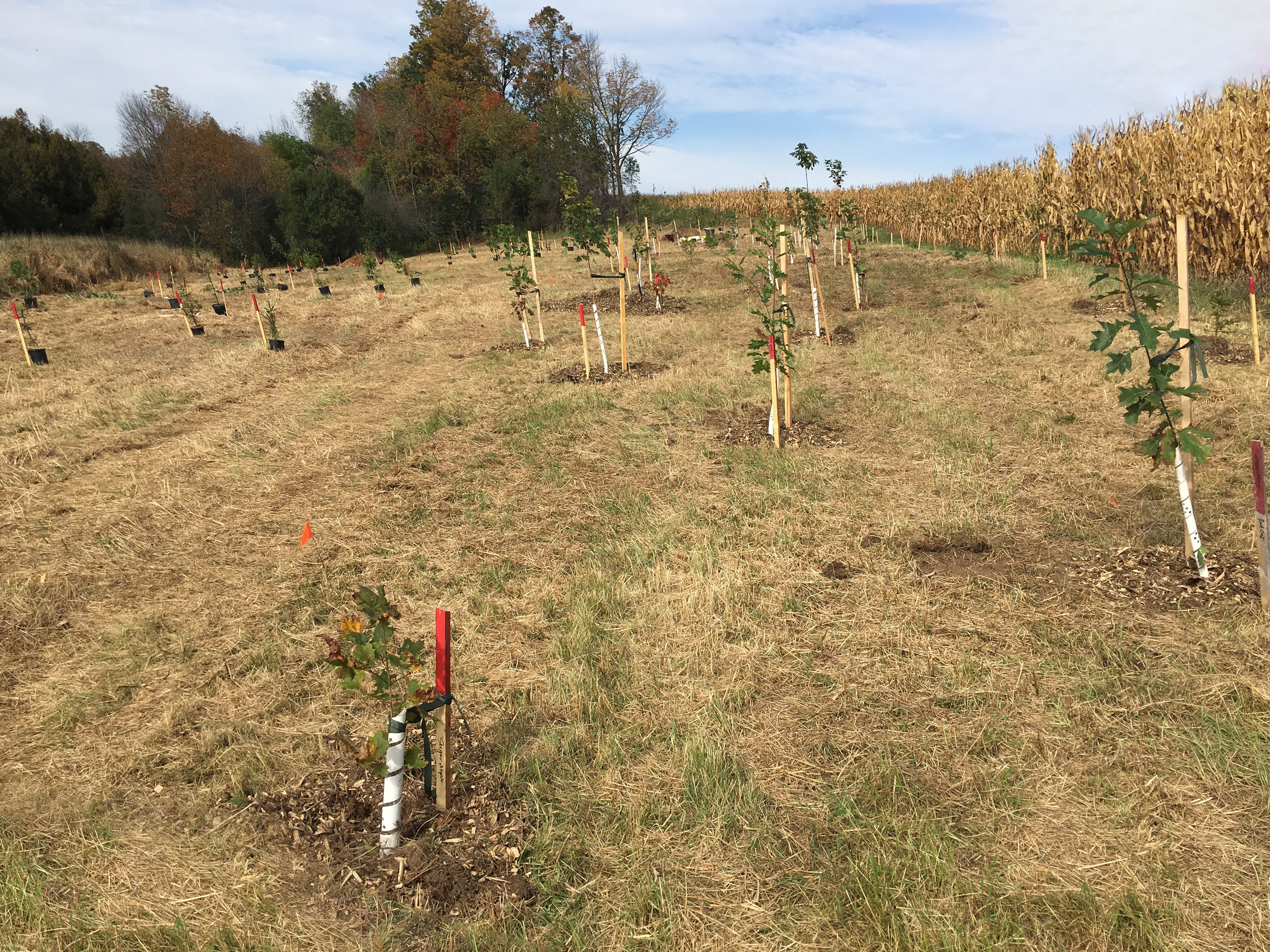 Wintermar Farms Tree Planting 453 Fixed.webp