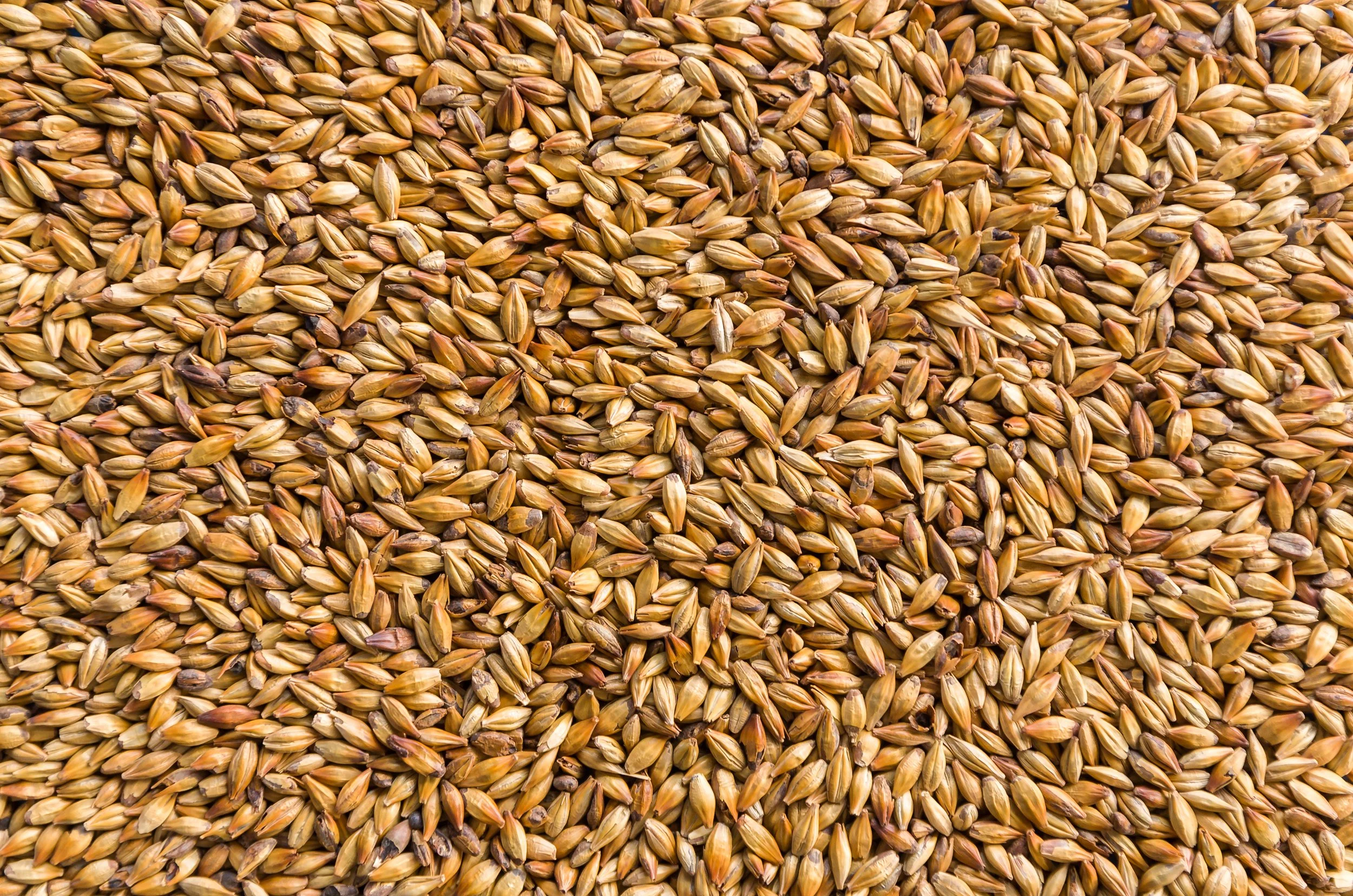 Close-up of a pile of raw unmalted barley