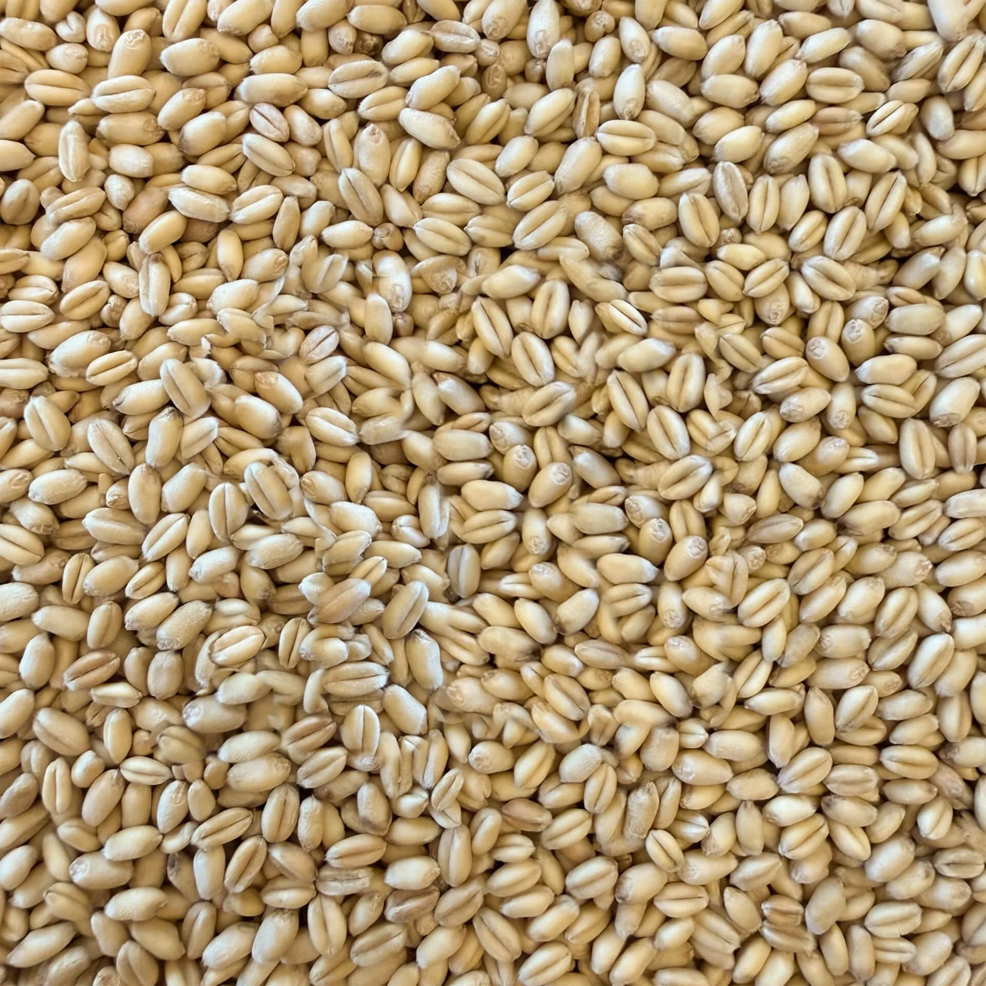 Close-up of numerous wheat grains.