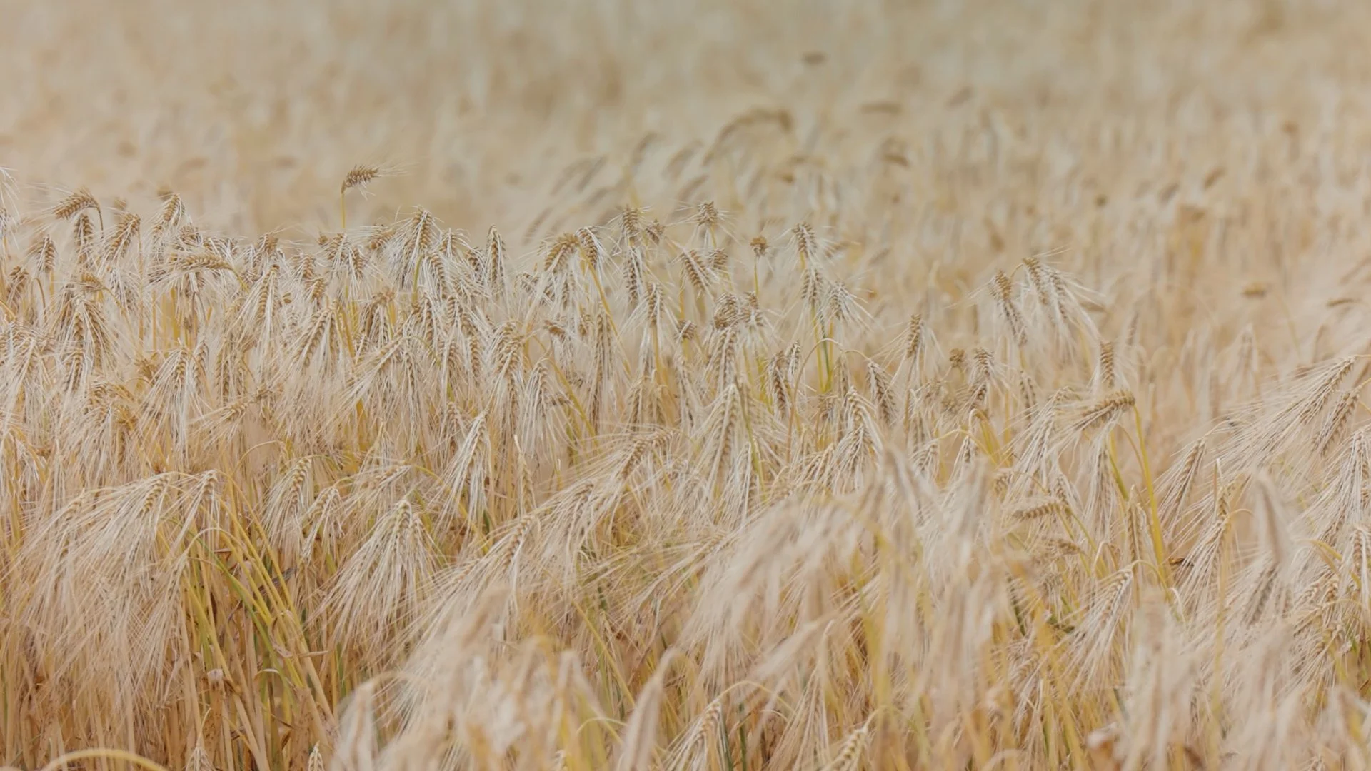 Wintermar Grains Home Page Website Header VIdeo.00_00_00_00.Still001.jpg