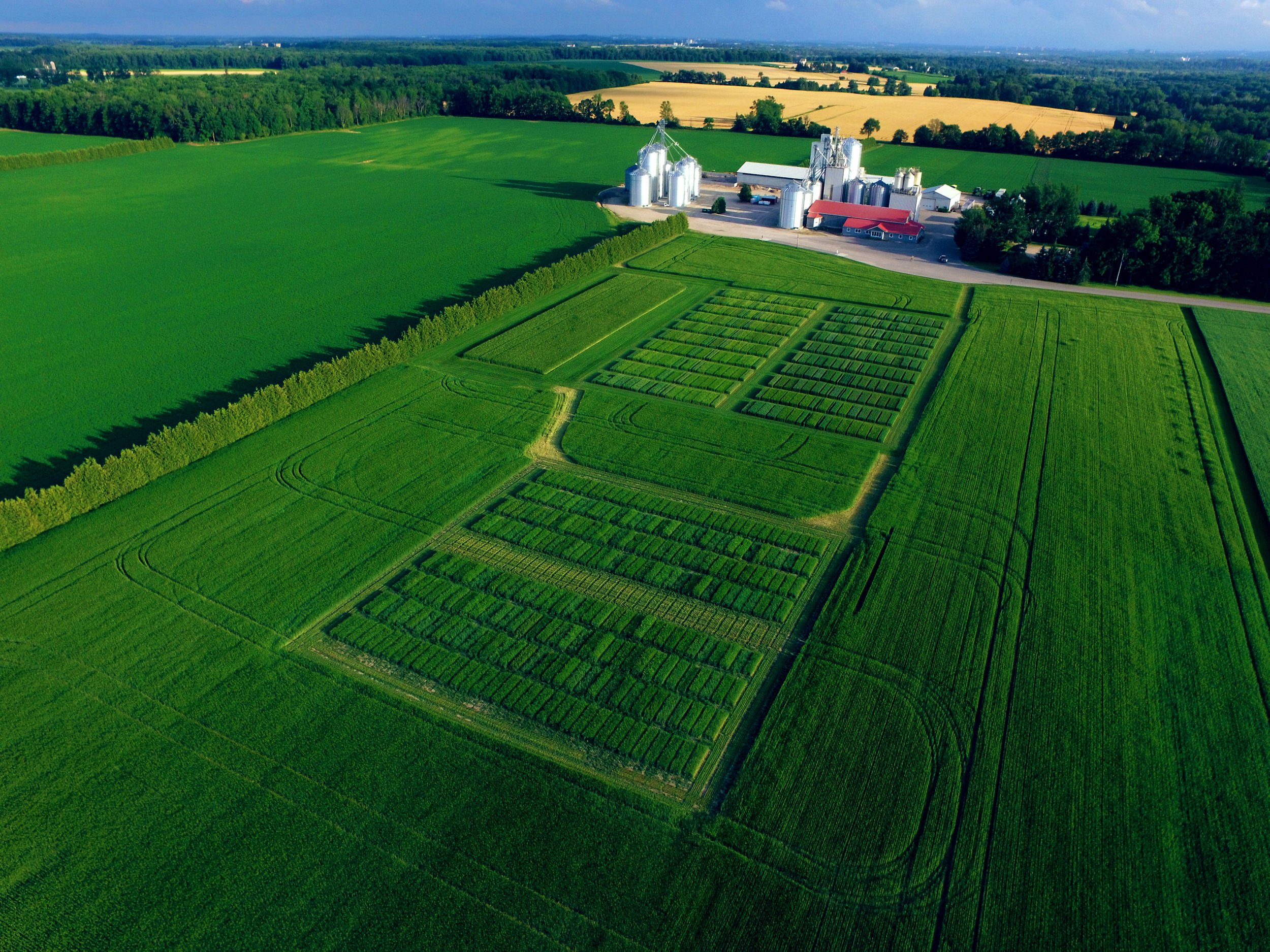 Wide aerial view of grain test plots surrounded by green fields at Wintermar Farms in Winterbourne Ontario with grain silos in the background.