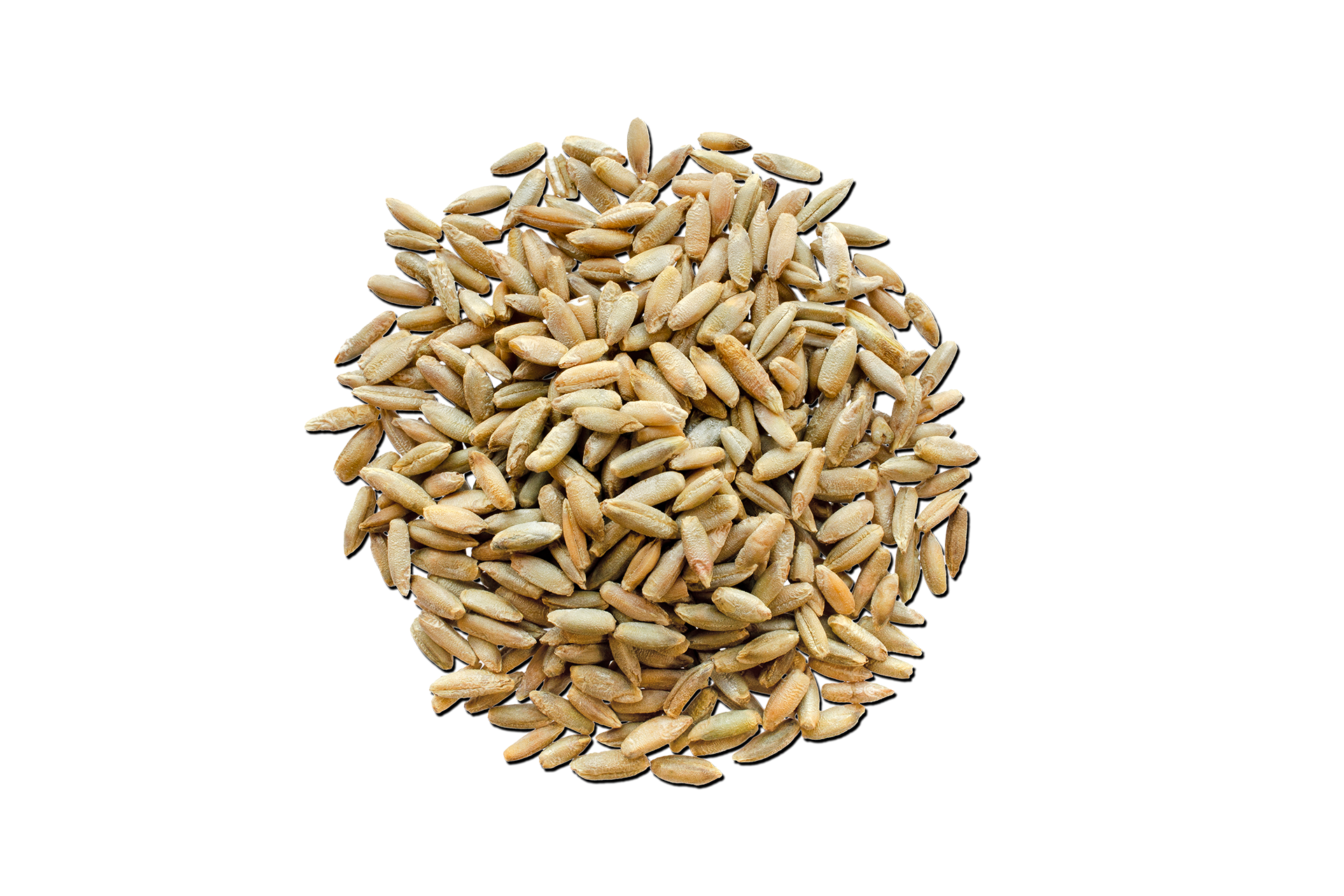 Small pile of rye grains for brewing on a dark navy background.