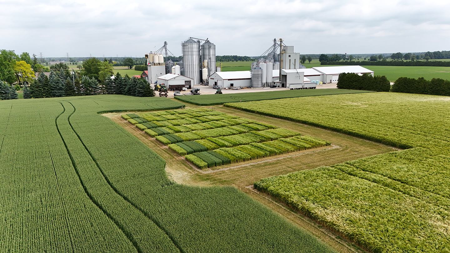 Aerial view of grain test plots at Wintermar Farms in Winterbourne Ontario with grain silos in the background.
