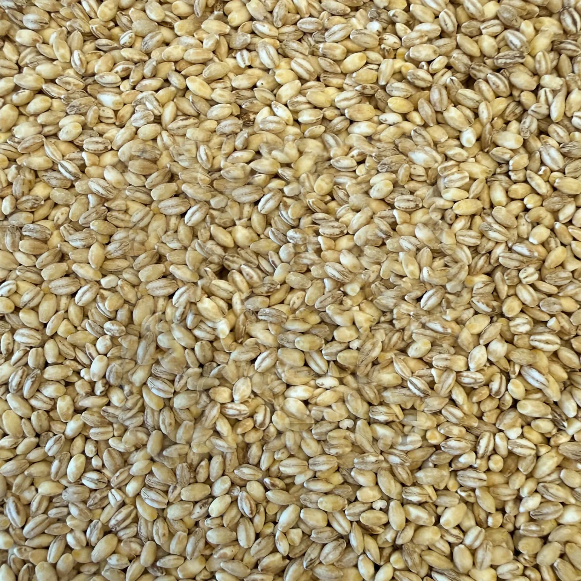 Close-up of view pearled barley grains.