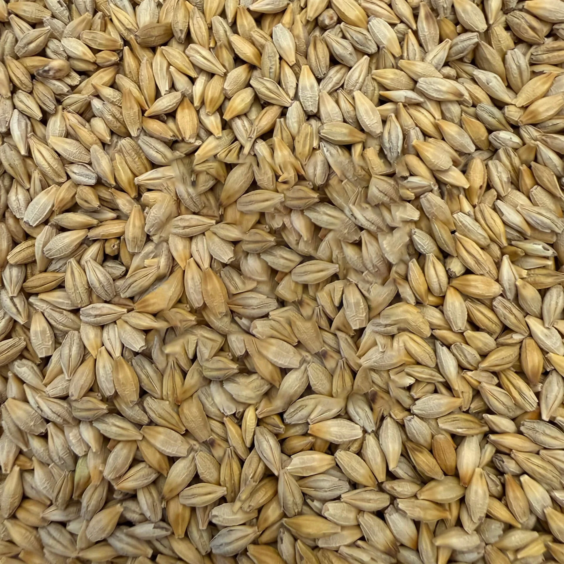 Close-up view of a pile of toasted barley.