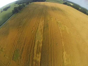 Aerial view of large yellow agricultural field with some green patches and a tree line at the horizon.