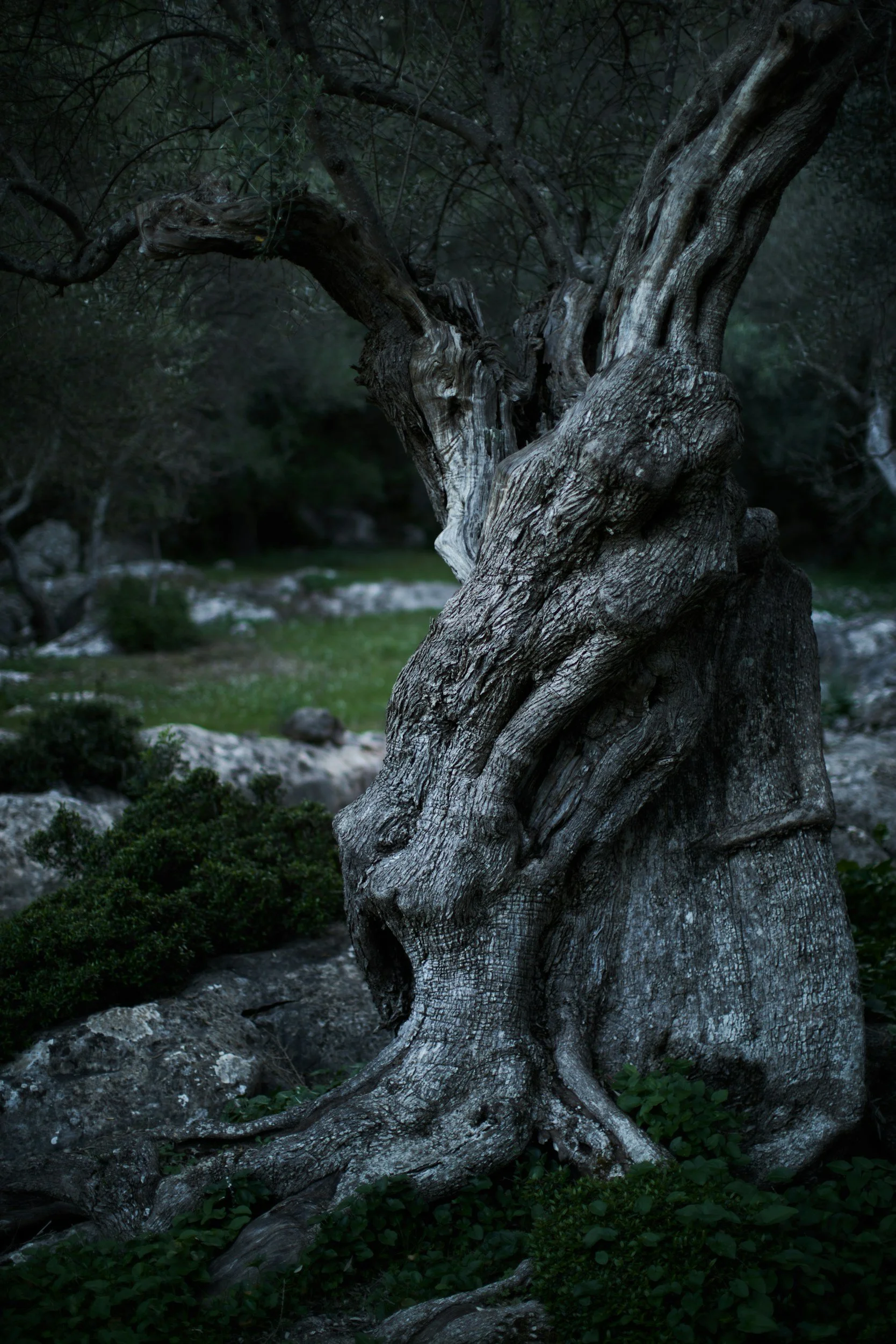 A large, gnarled tree with twisted branches and textured bark in a natural outdoor setting, surrounded by small green plants and rocks, with a dark, dense background.