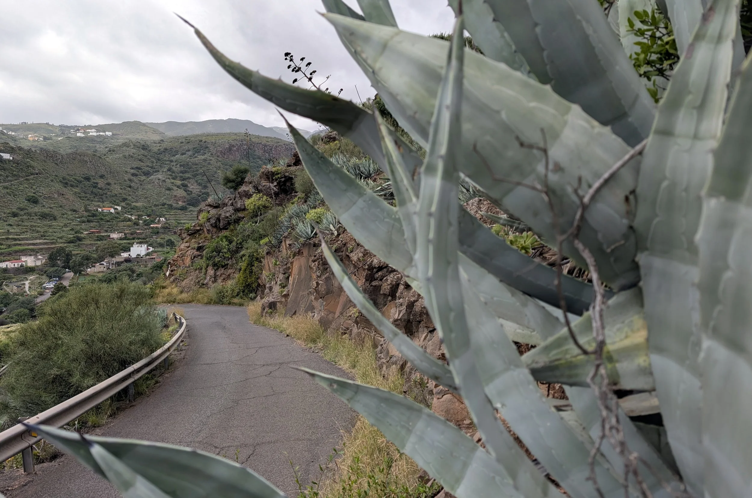 A winding mountain road with a metal guardrail, surrounded by large agave plants on the right side, and lush green hillside with scattered houses in the background.