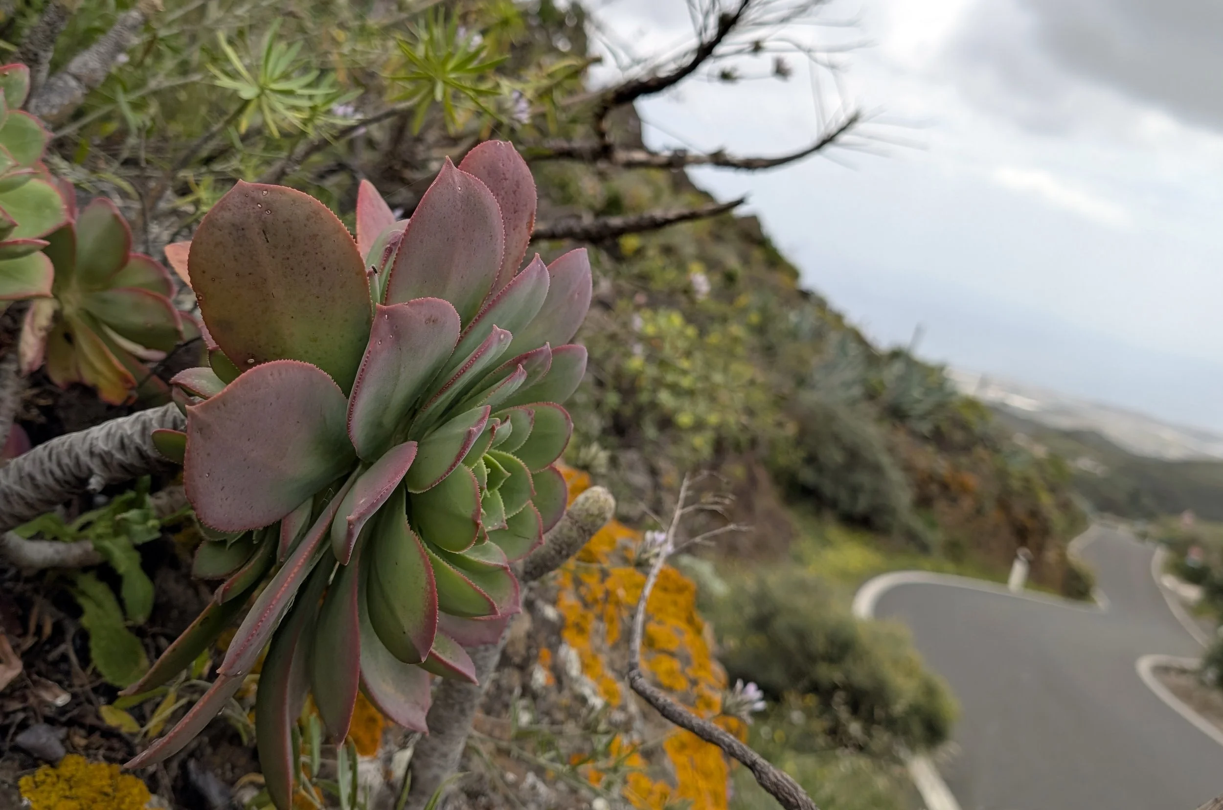 Close-up of a pink-green succulent plant growing among other plants and flowers, with a road and cloudy sky in the background.