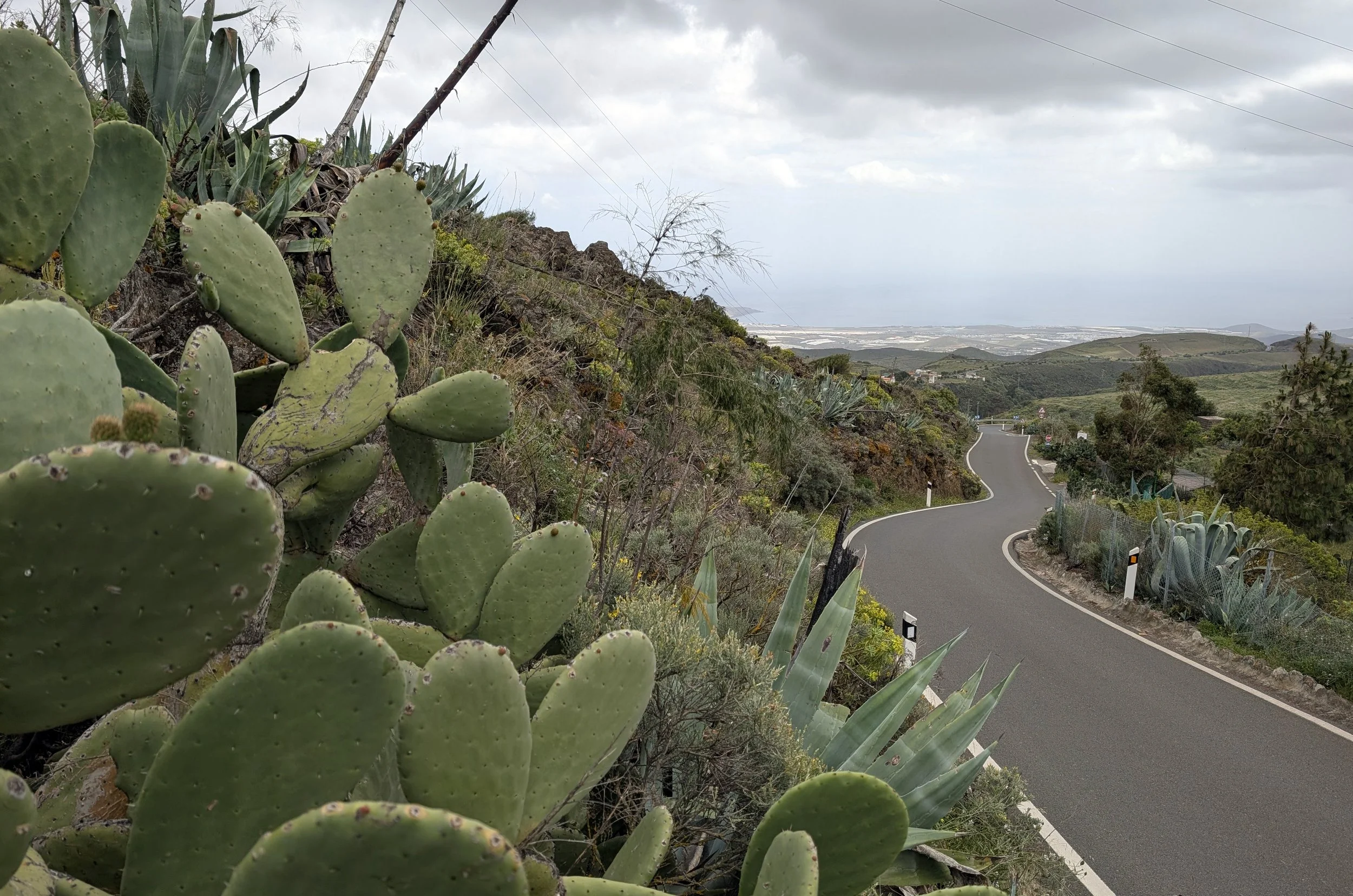 A scenic landscape with a winding road through hilly terrain, surrounded by desert plants including various cacti and agave, with cloudy sky overhead.
