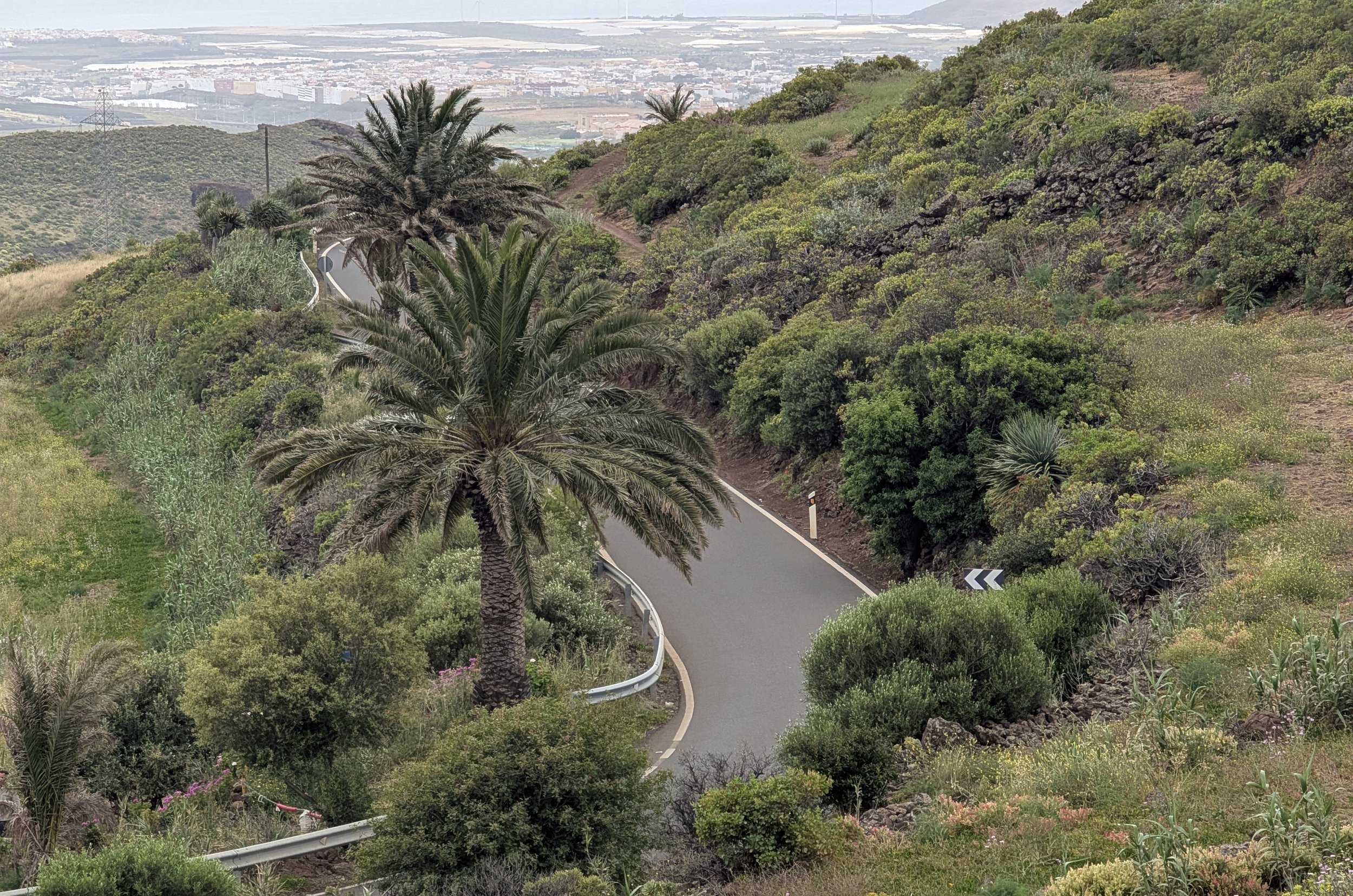 Curving mountain road with guardrail, surrounded by dense green vegetation and palm trees, leading down toward a city in the distance.