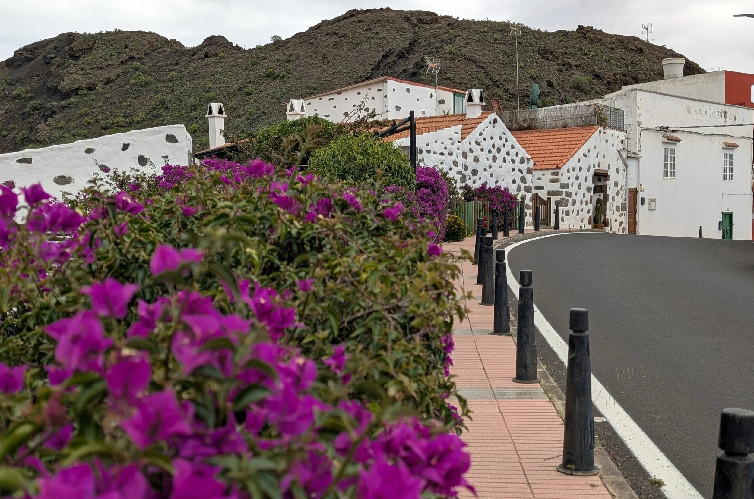 Colorful flowering bushes along a sidewalk with white houses and a mountainous background.