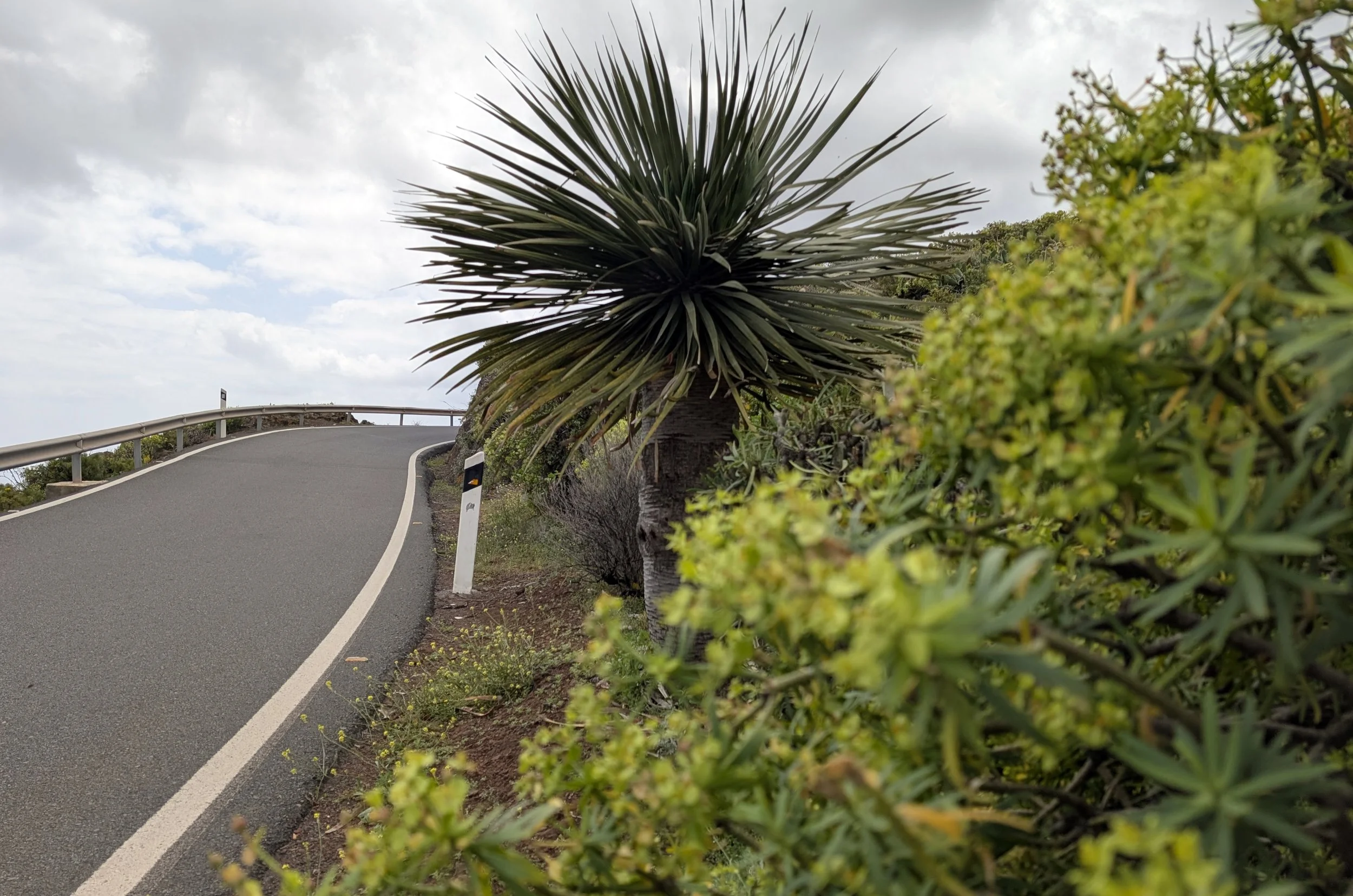 A winding road with a guardrail on the left side, flanked by green bushes and a large spiky plant resembling a yucca or agave, under a cloudy sky.