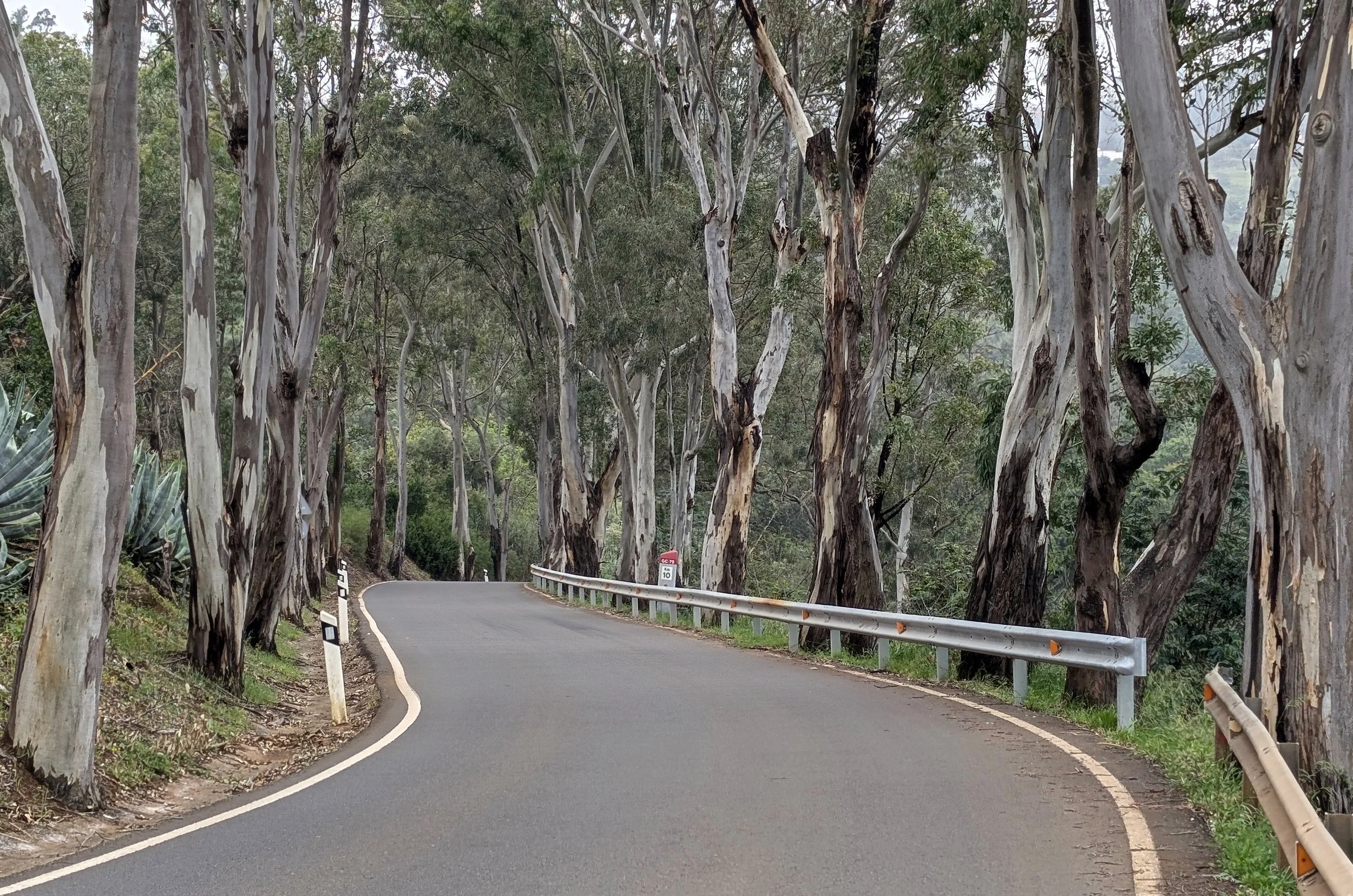 A winding road running through a forest of tall trees with peeling bark. The road has a metal guardrail on the right side and a series of small white and black posts on the left. The trees arch over the road, creating a tunnel-like appearance with ov