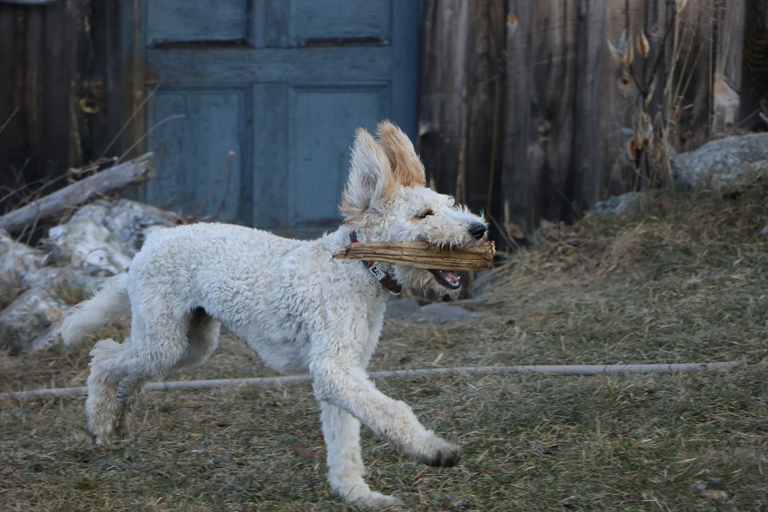 A white, curly-coated dog running outdoors with a large stick in its mouth.