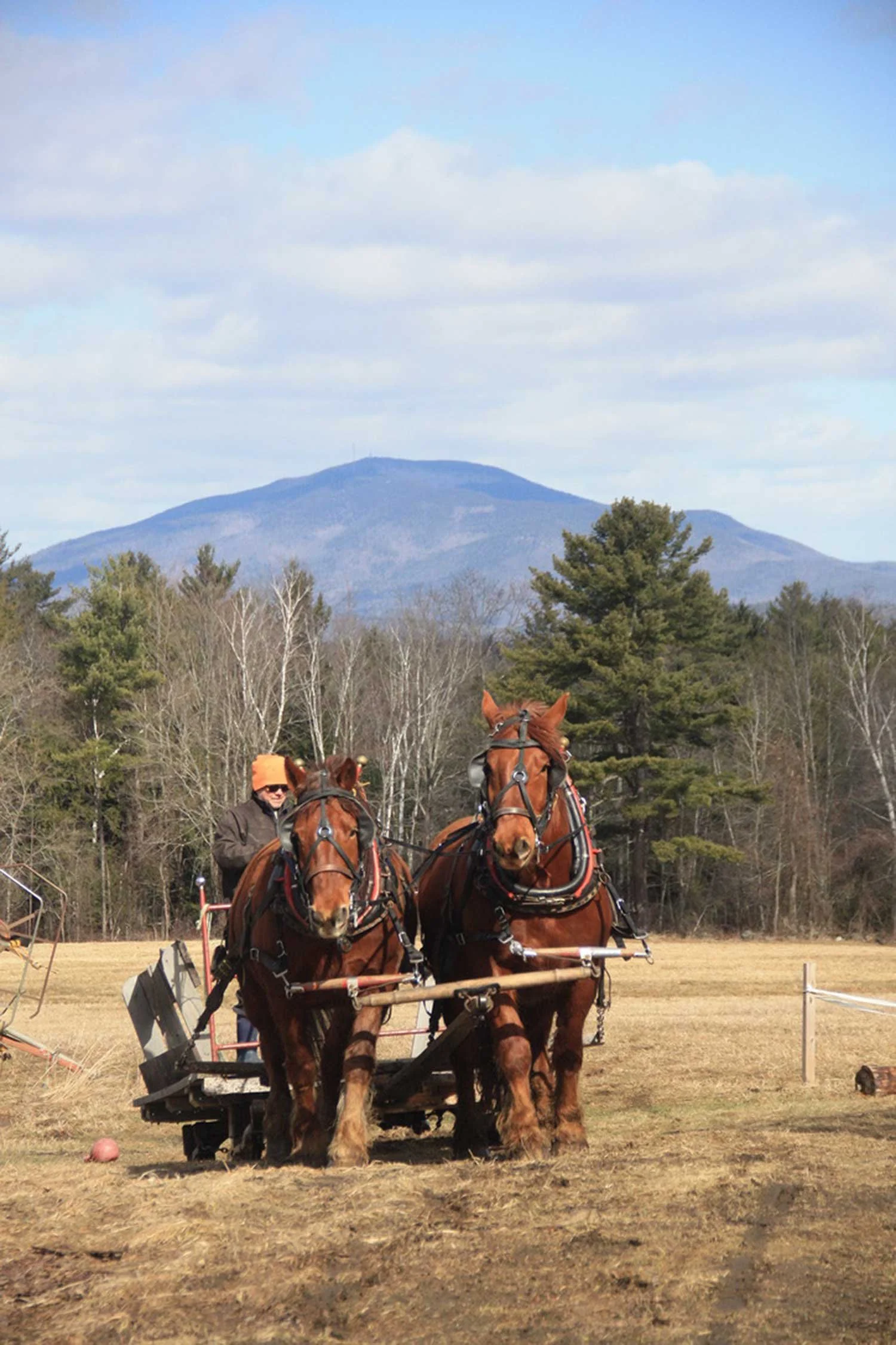Two brown horses pulling a equipment and farmer on a field with trees and mountains in the background.