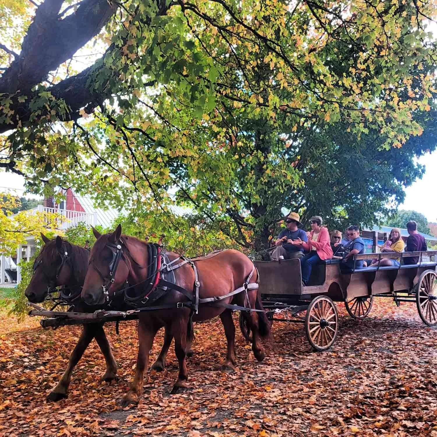 A horse-drawn carriage with passengers under a large leafy tree with autumn leaves on the ground.