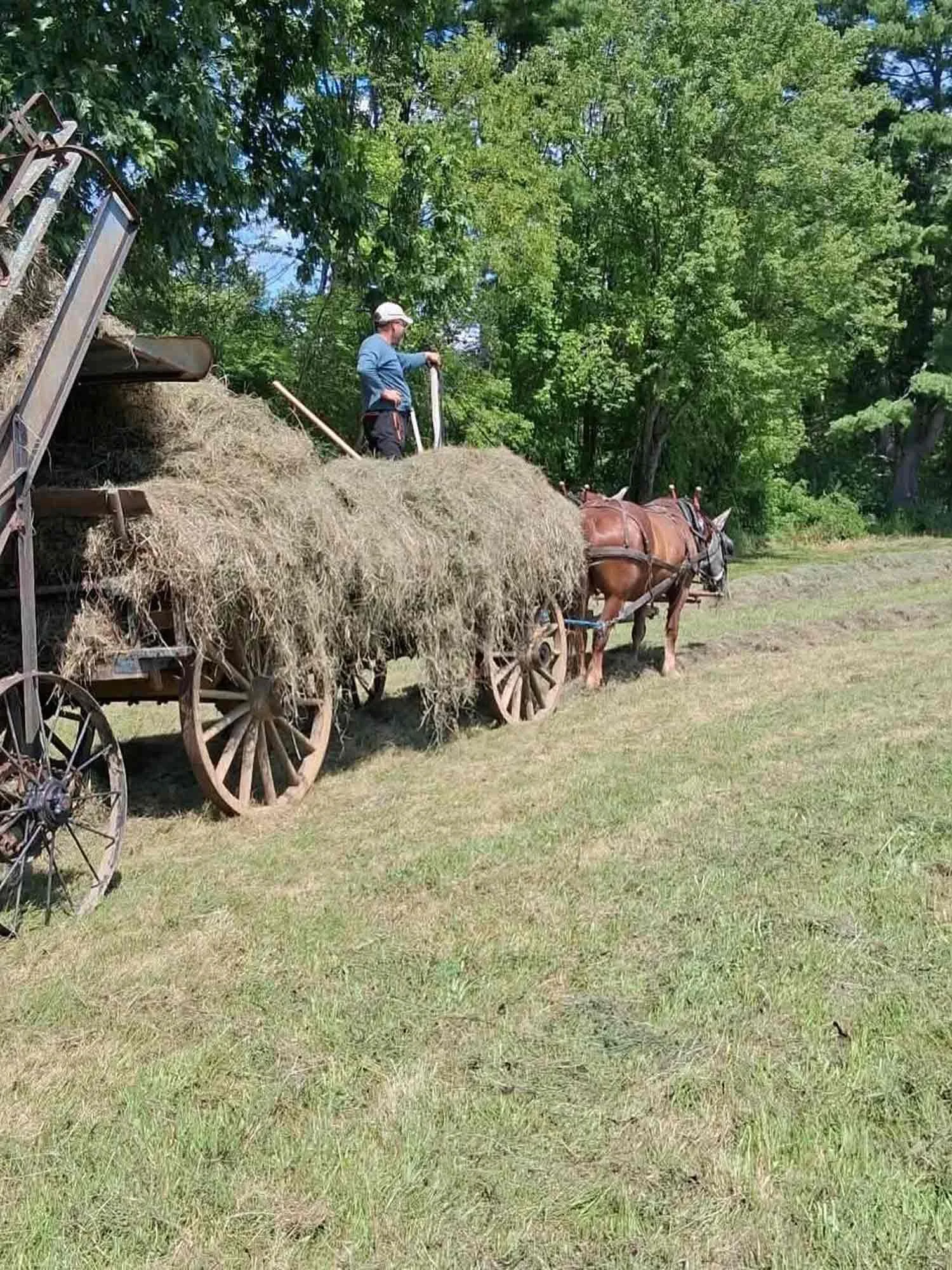 A man with a white cap standing on a hay wagon hitched to a brown horse, surrounded by green trees and grass.