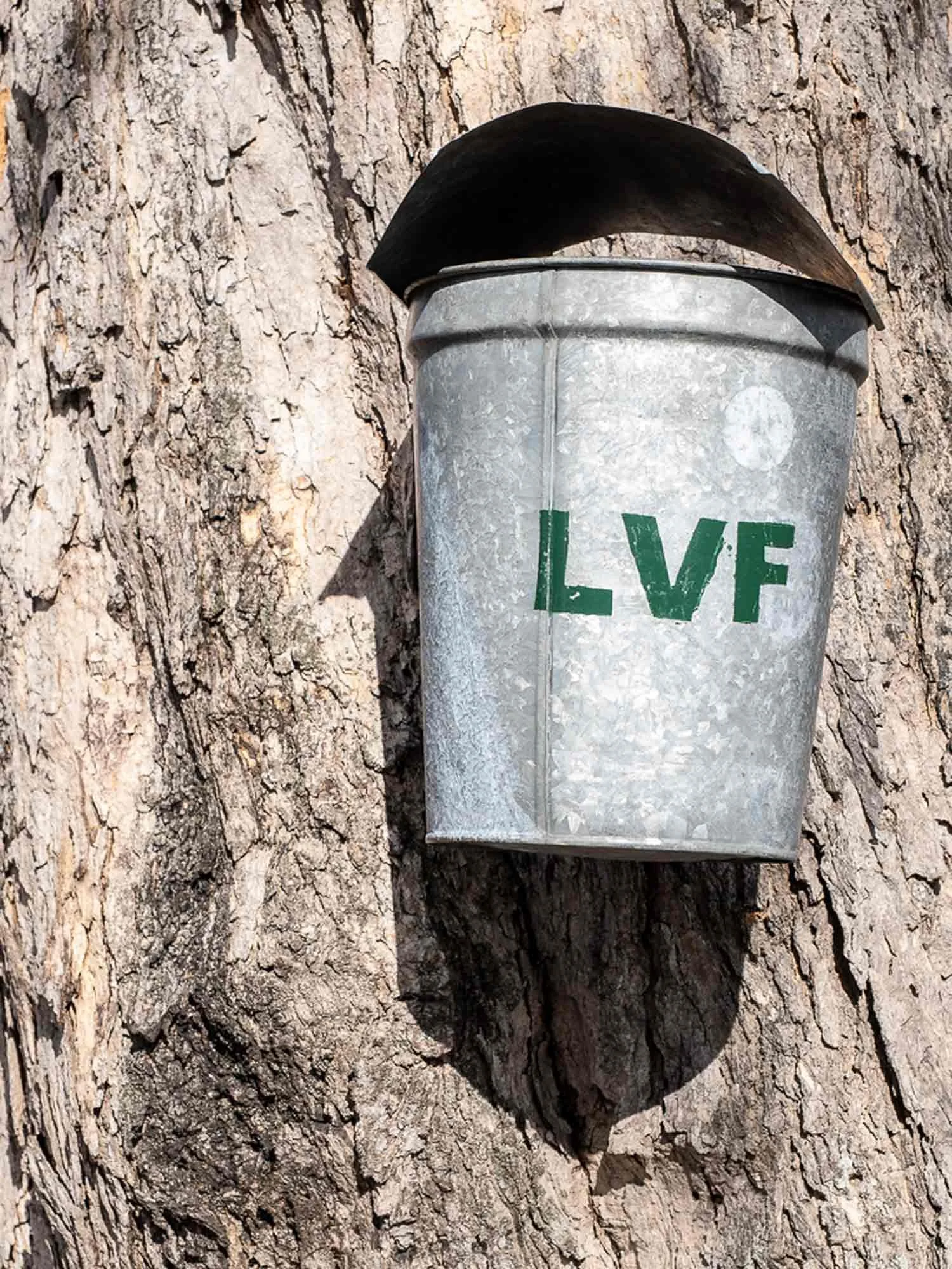 A metal sap bucket with the letter LVF painted on the side collecting sap from a maple tree