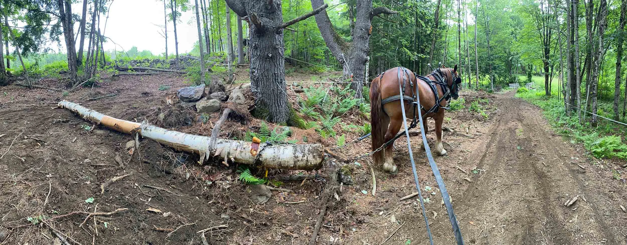 A horse pulling a large lot out of the forest