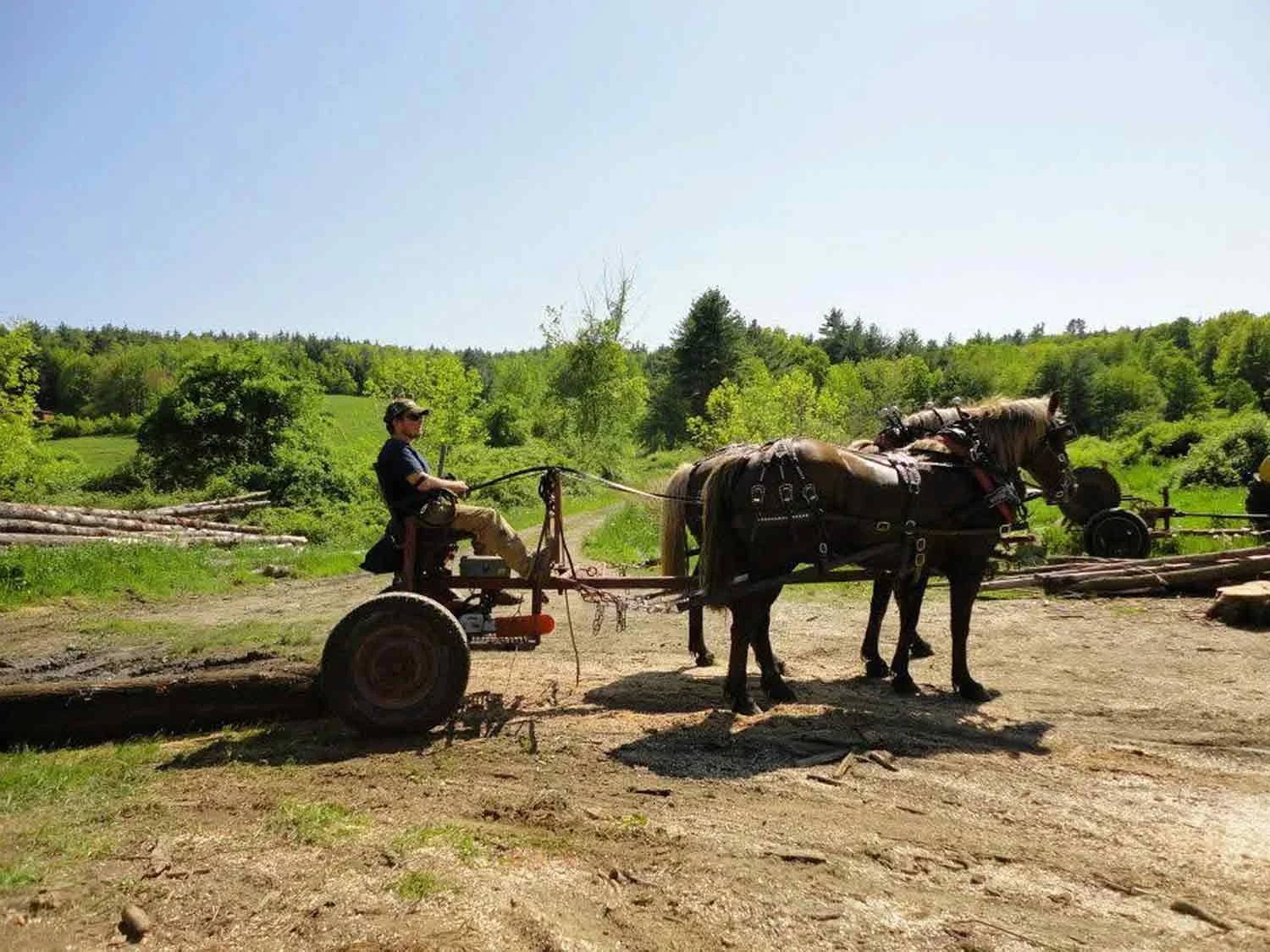 Person riding a horse-drawn cart on a dirt path in a green, wooded area on a sunny day.