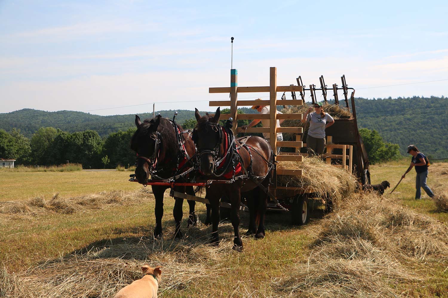 People haying with horse drawn wagon