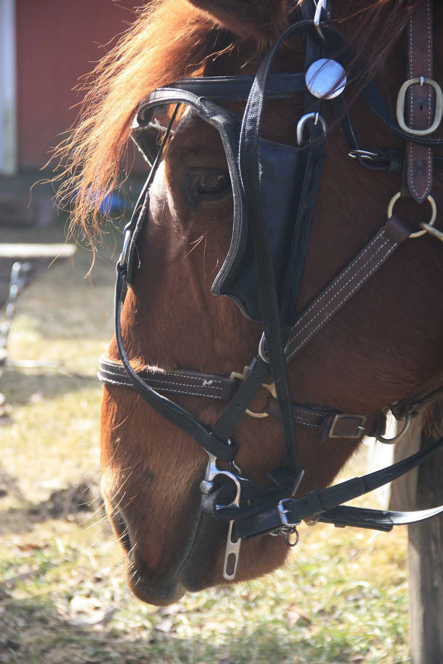 Close-up of a brown horse wearing a bridle and harness, with sunlight highlighting its head and flowing mane, standing outdoors on a grassy area.