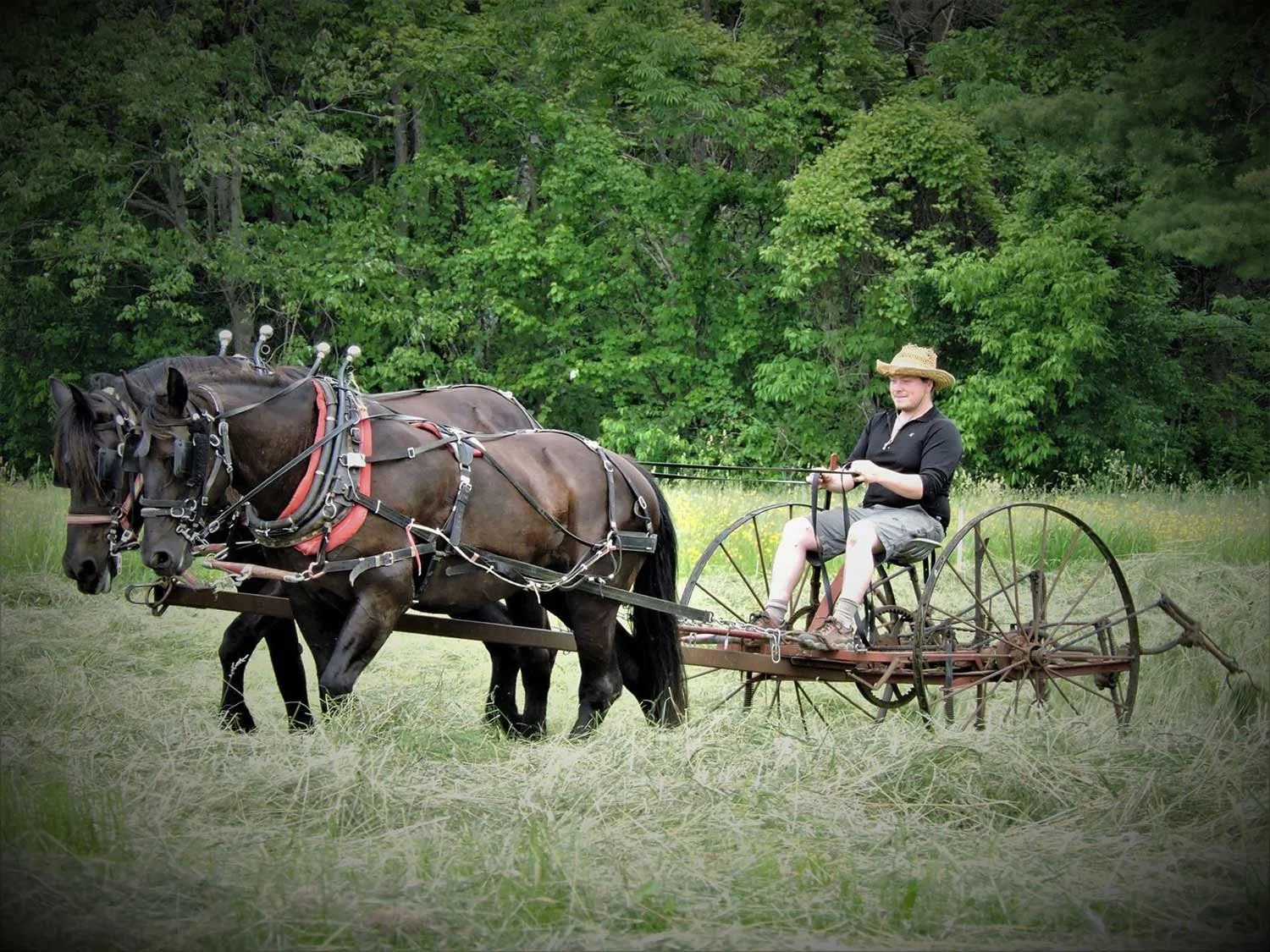 A person driving horse drawn farm equipment through field with green trees in the background.