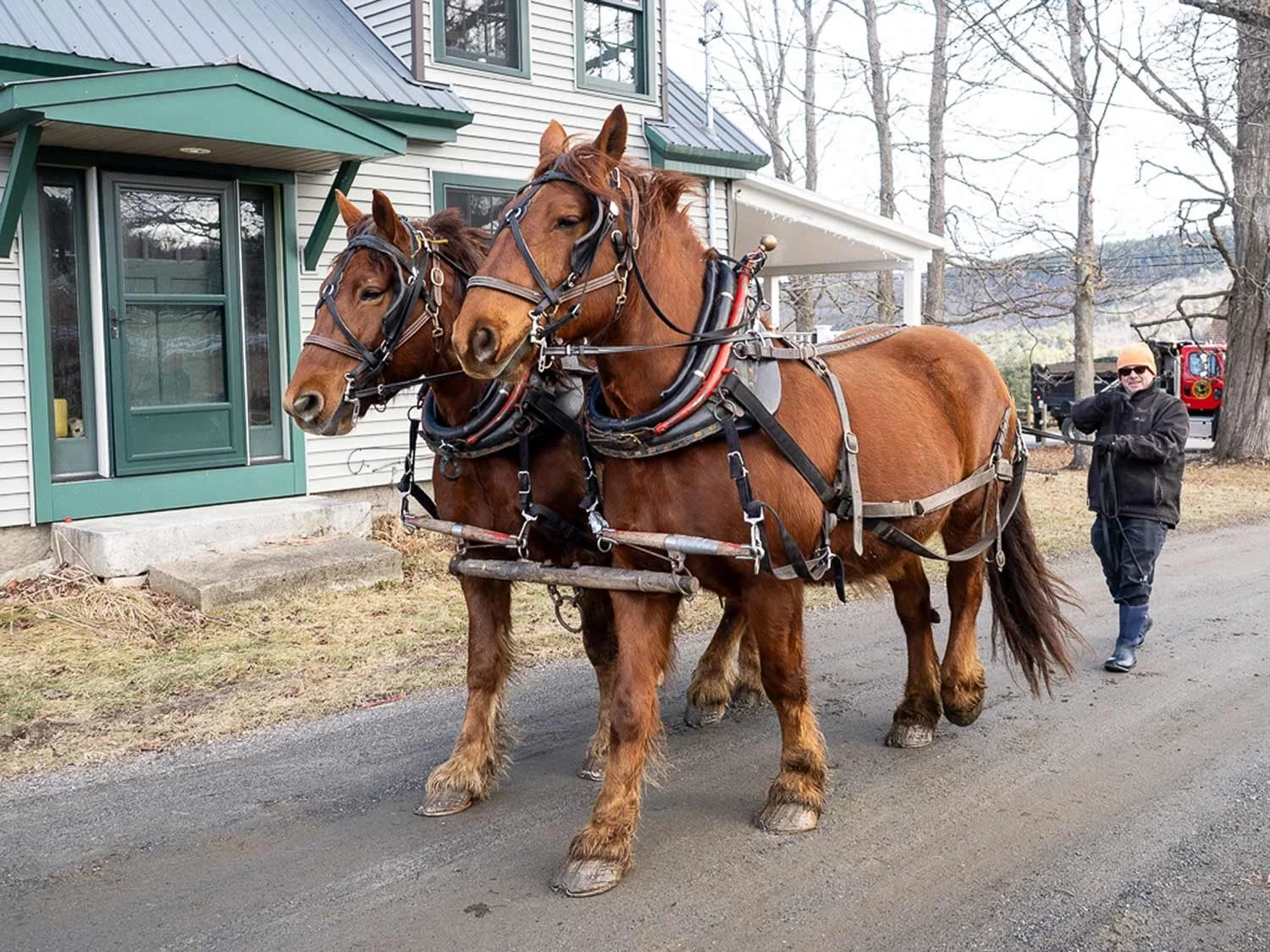 Man driving two draft horses on a dirt road past a white house with green trim