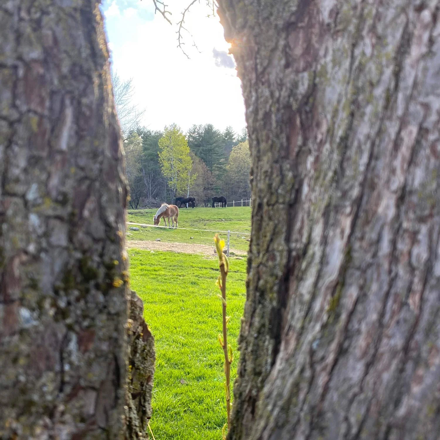 View of a grassy field with horses seen through the opening of a tree trunk with textured bark. The background includes additional trees and a white fence, with sunlight filtering through the branches.