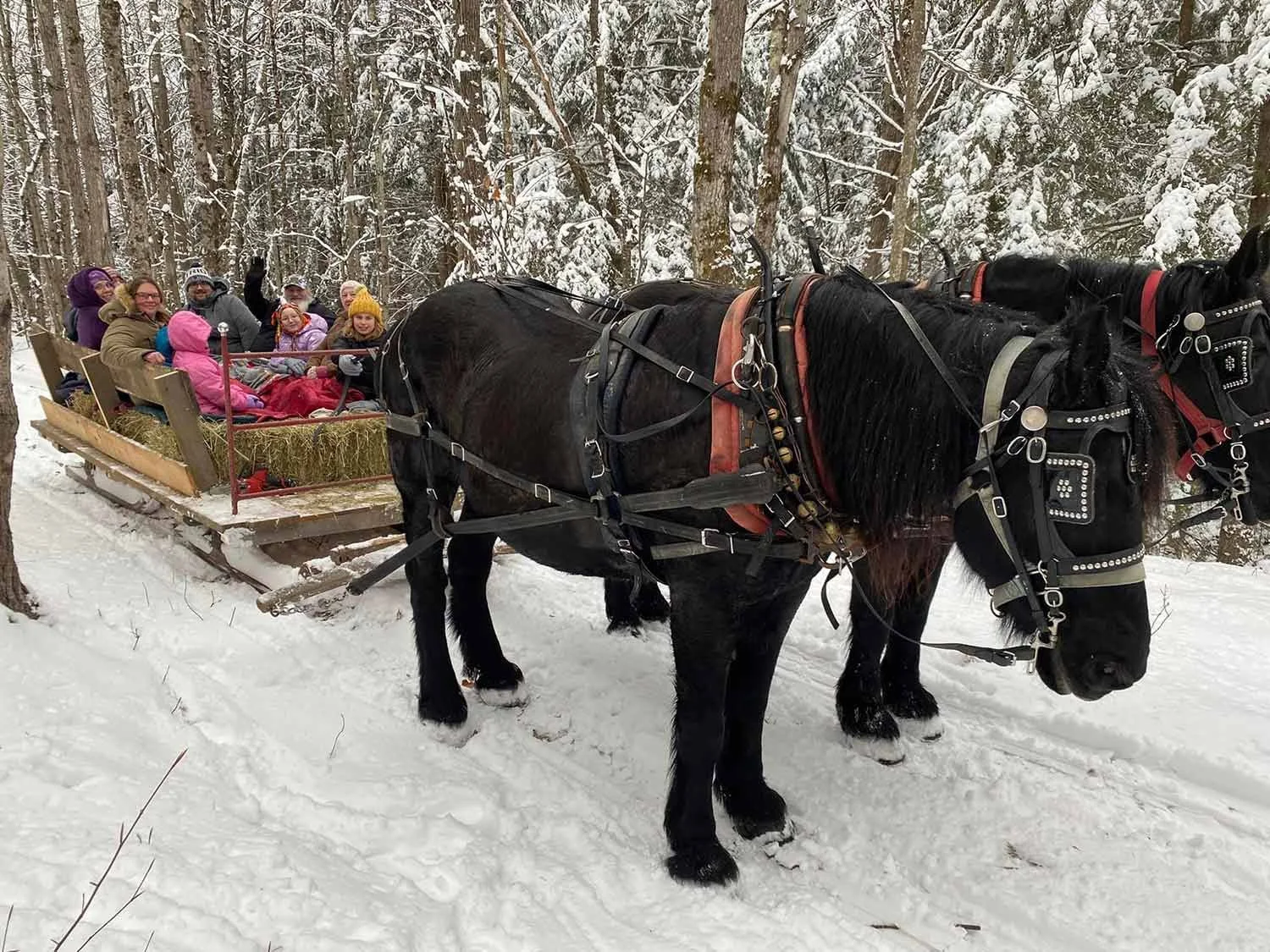 A group of people sitting in a horse-drawn sleigh in a snowy forest.