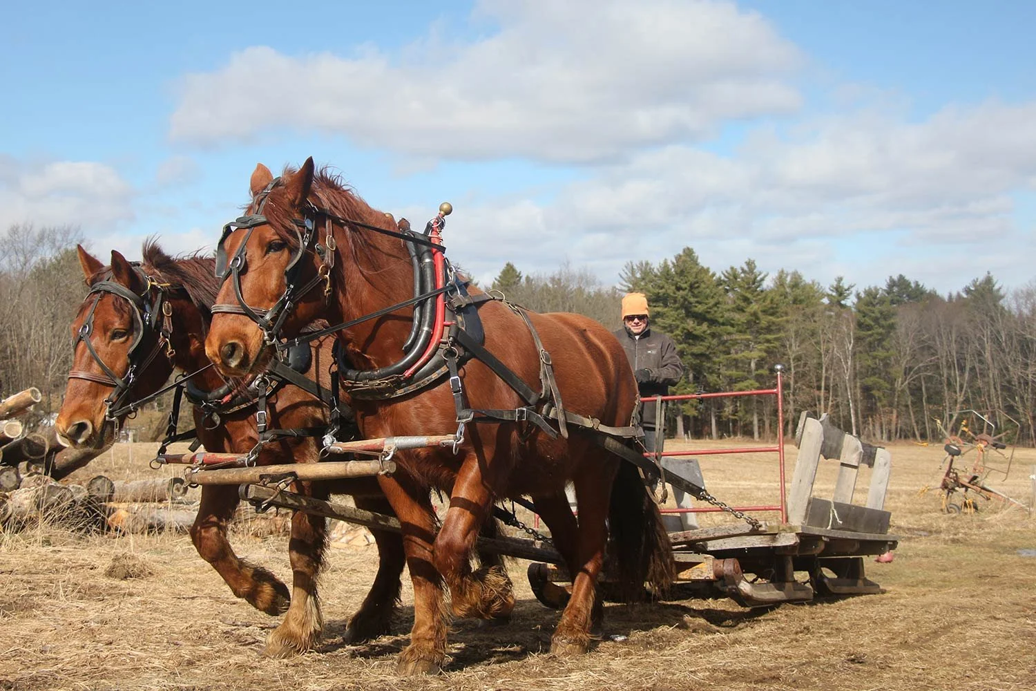 Two brown horses pulling a cart with a person riding it in a rural outdoor setting with trees and a cloudy sky.