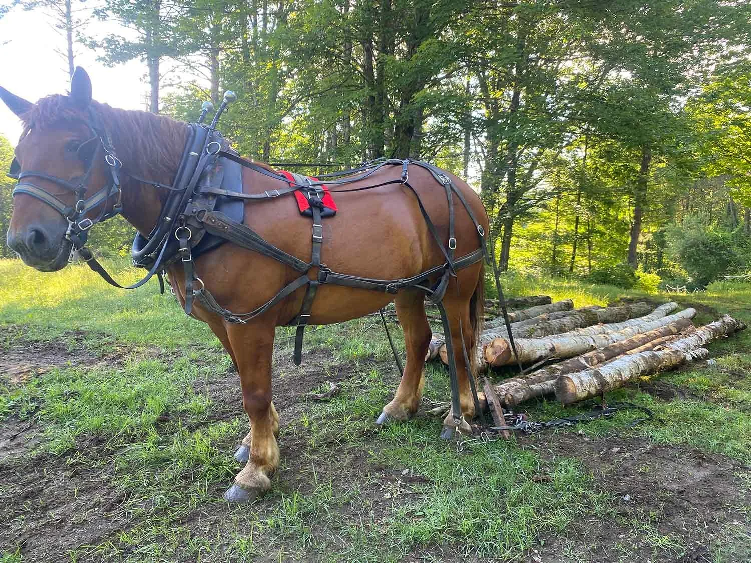 A horse harnessed to a set of logs outdoors in a wooded area with sunlight filtering through trees.
