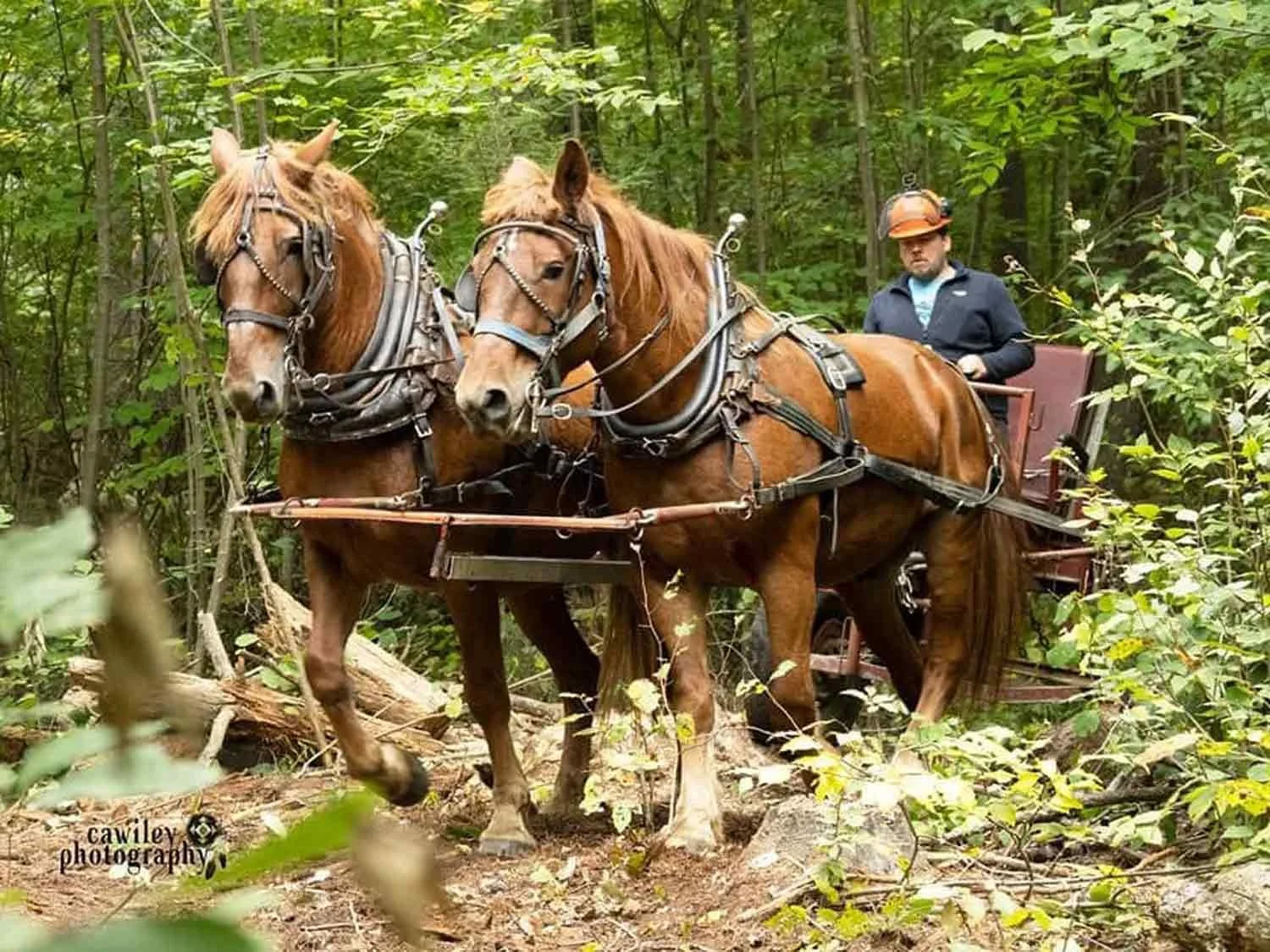 A man and two horses logging in the forest