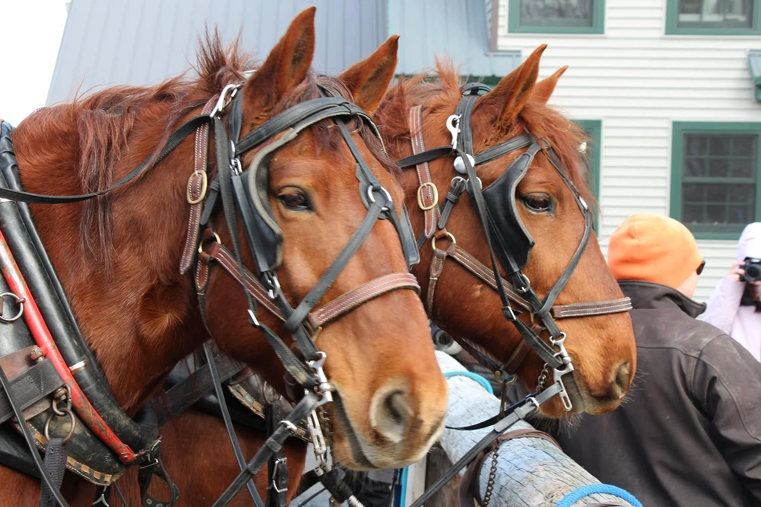 two brown horses with harnesses standing close together, next to a person, with a house in the background.