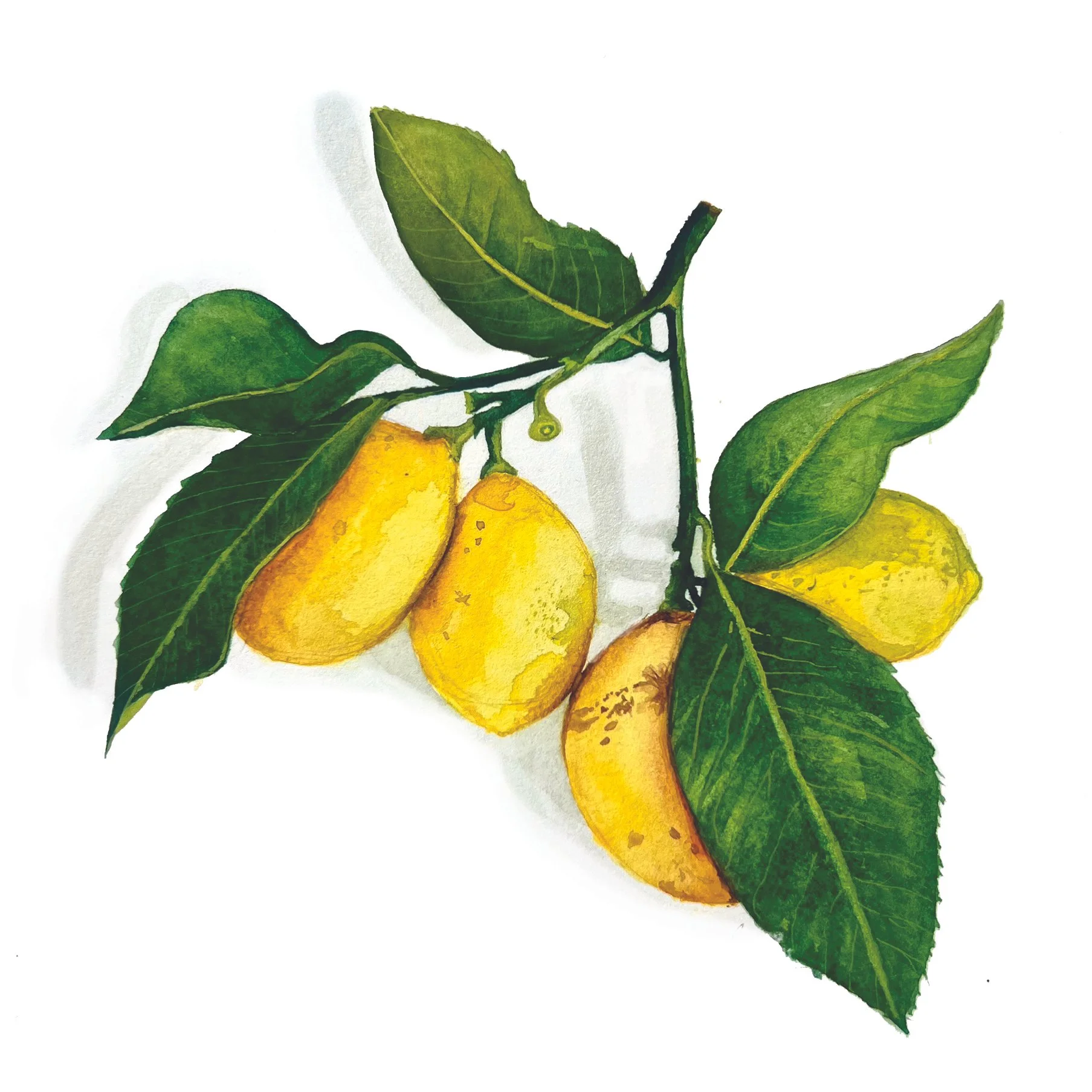 Lemons.jpg