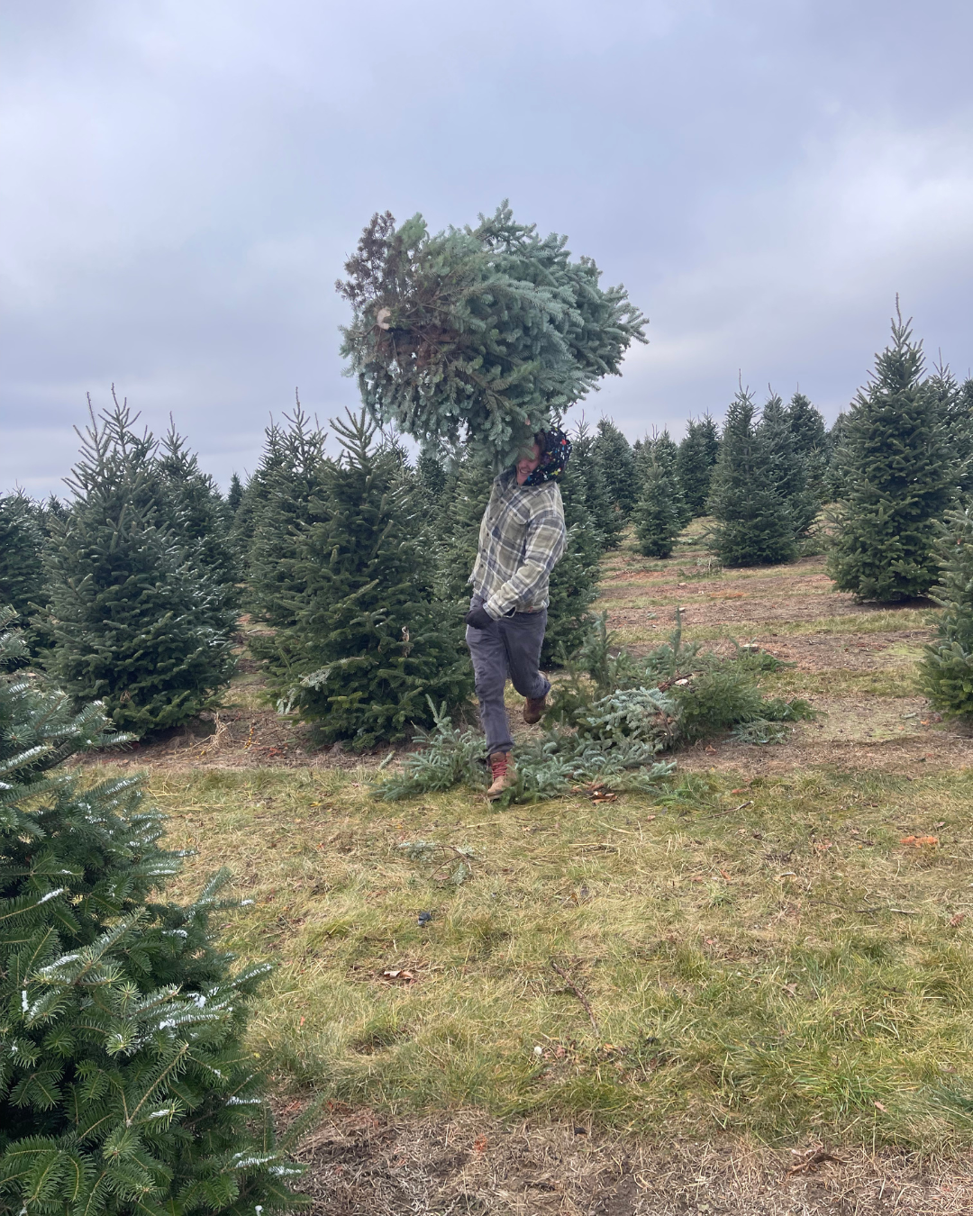 Person carrying a Christmas tree in a field of Christmas trees on a cloudy day.