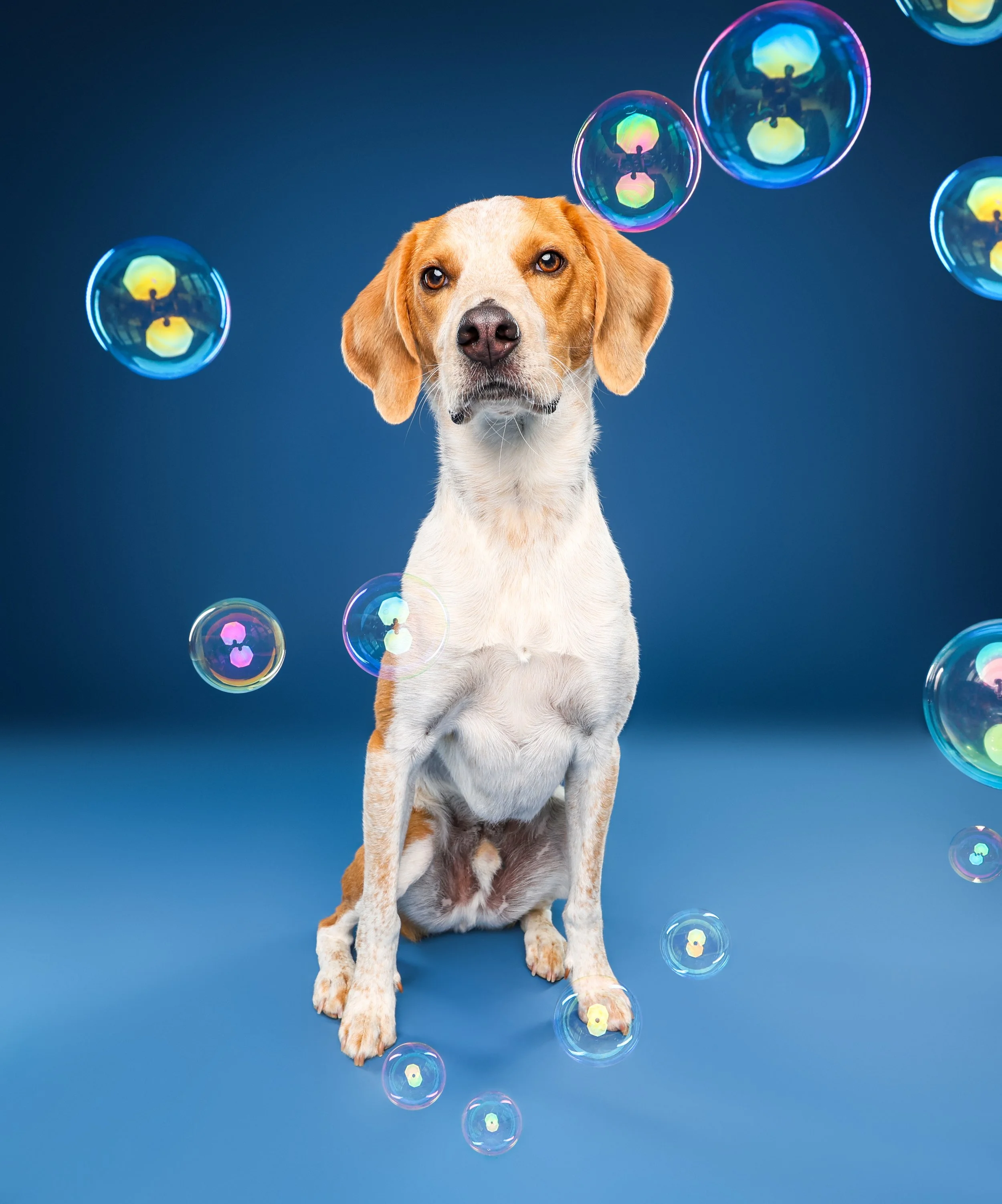 A dog with a white and brown coat sitting against a blue background, surrounded by floating iridescent soap bubbles.