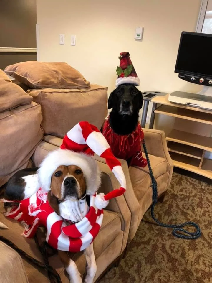 Two dogs dressed in Christmas outfits sitting on a couch. One dog is wearing a Santa hat and red and white striped scarf, while the other dog is wearing a Santa hat with holly decorations and a red Christmas sweater.