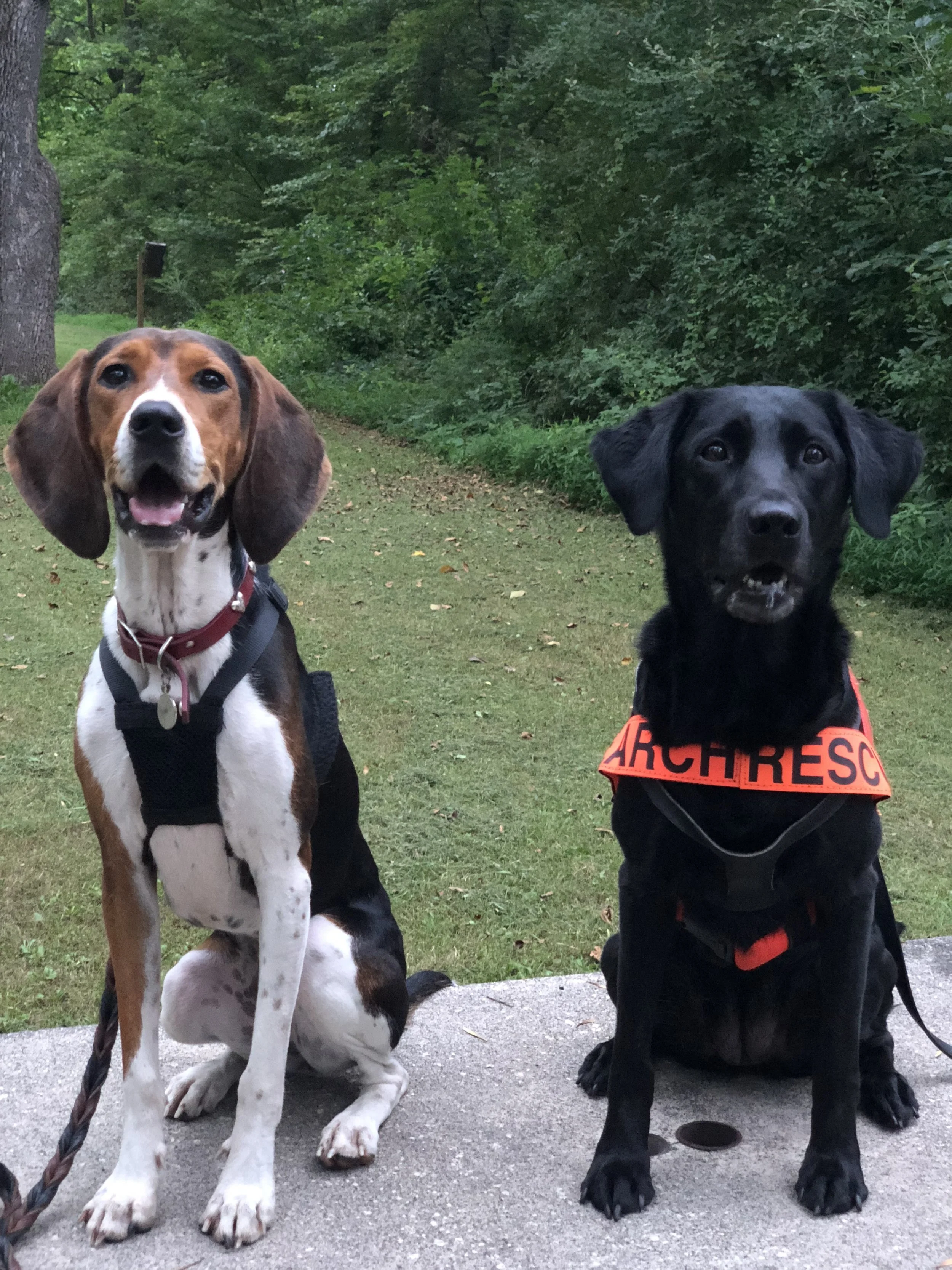 Two dogs sitting outdoors on a concrete sidewalk with a wooded background. One is a black Labrador Retriever with an orange vest, and the other is a large beagle with floppy ears and a harness.