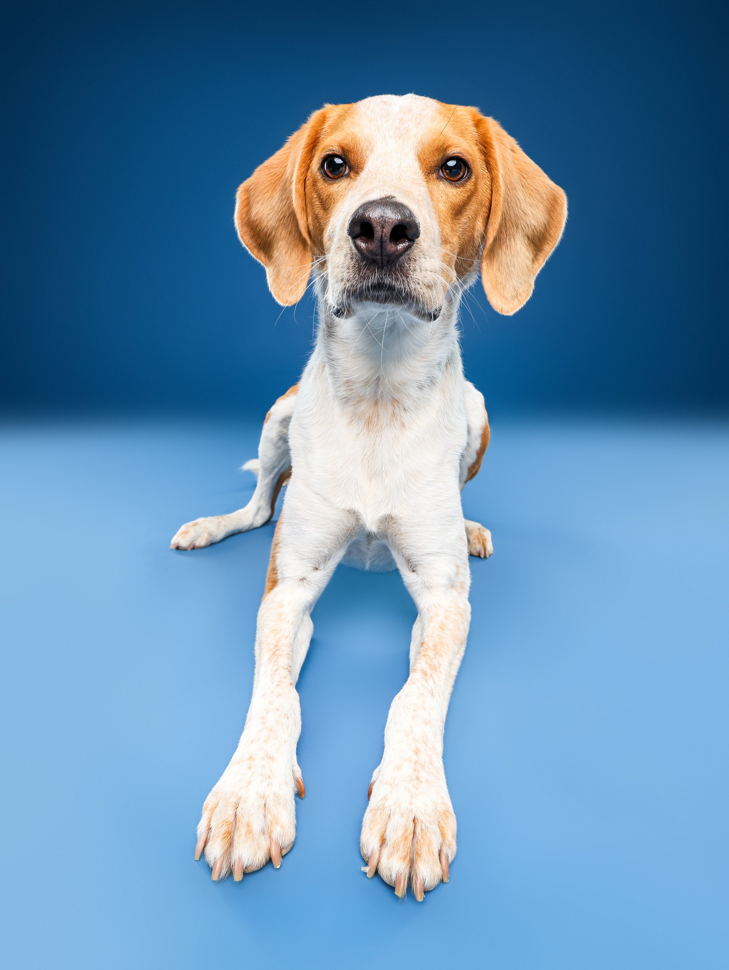 Close-up of a beagle dog lying on a blue floor with a solid blue background.