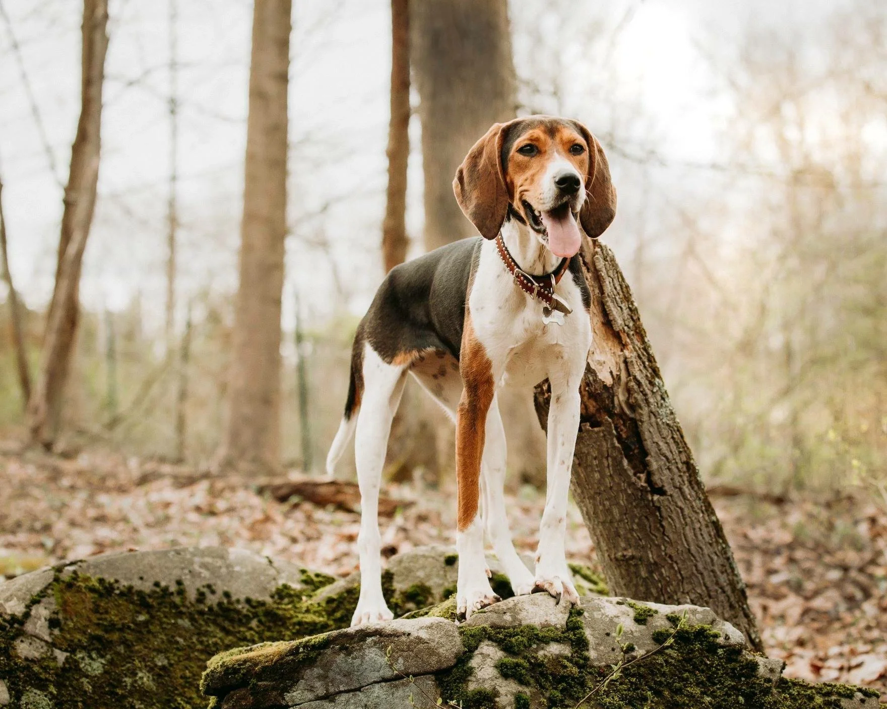 A tricolor hound dog with a brown face, white muzzle, black saddle, and white legs standing on a mossy rock in a forest with tall trees and fallen leaves.