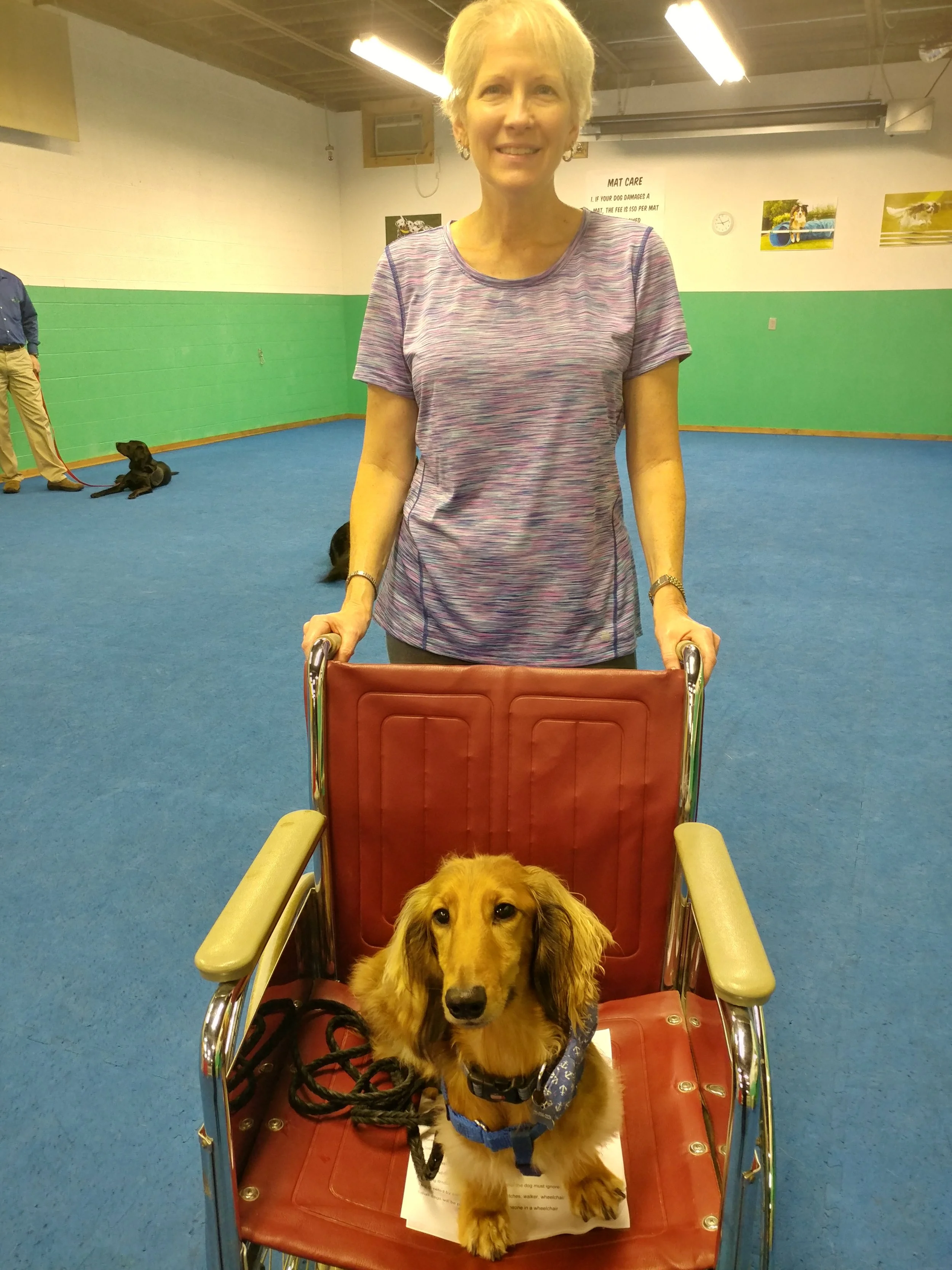 An elderly woman smiling while standing behind a red wheelchair. Sitting in the wheelchair is a long-haired Dachshund dog wearing a blue harness, looking directly at the camera. The background shows a room with blue carpet, green and white walls, and several posters and pictures on the wall.