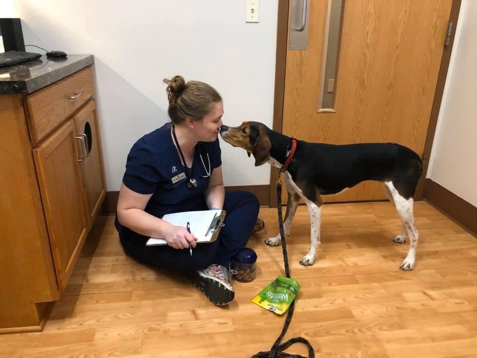 A veterinarian or veterinary technician kneeling on the floor in aroom with wood flooring, and a dog with a black and brown coat and white paws and chest, wearing a red collar, standing in front of her, touching noses.