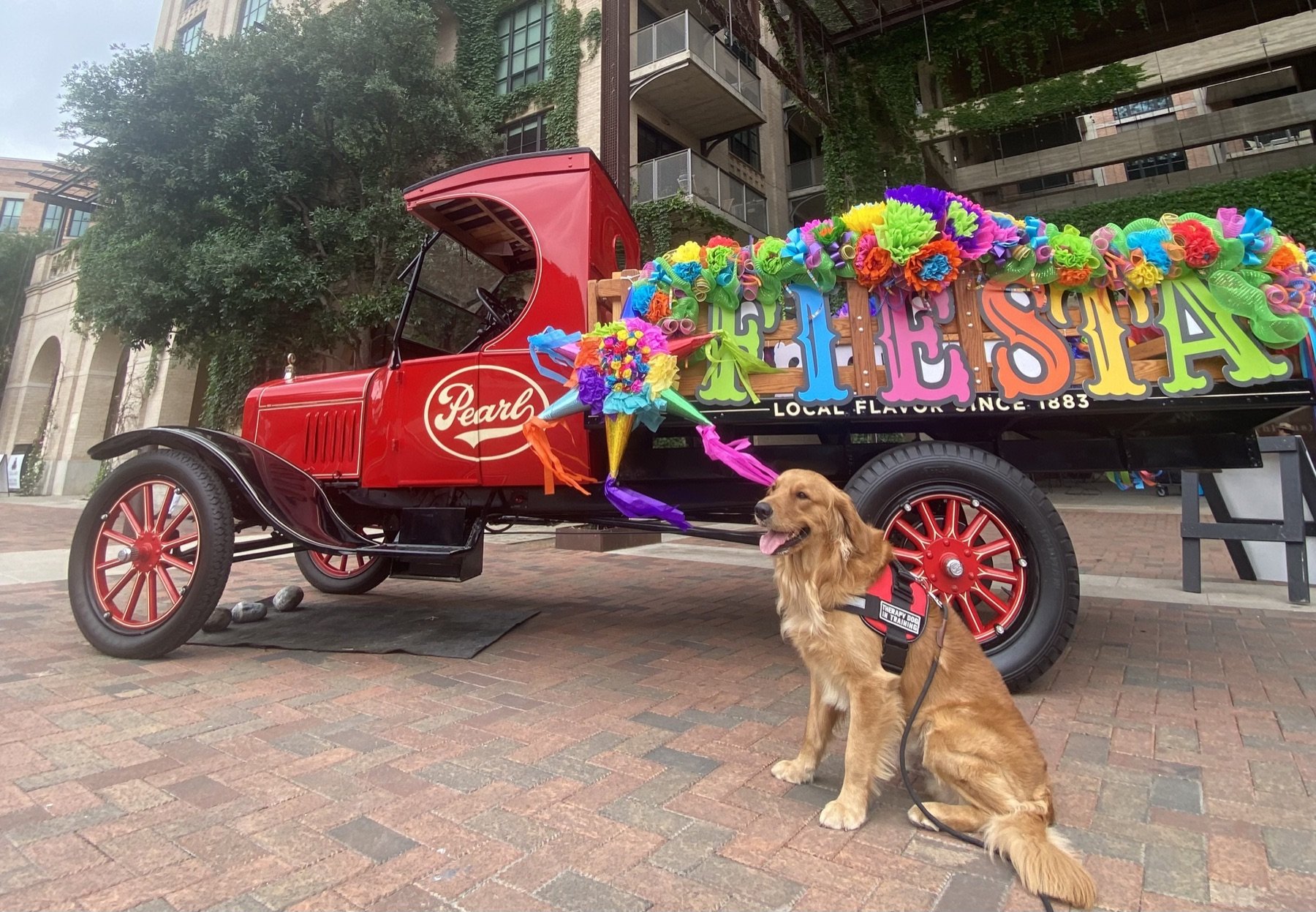 210 Pediatrics mascot Luke, a Golden Retriever therapy dog, at Fiesta in San Antonio, Texas.