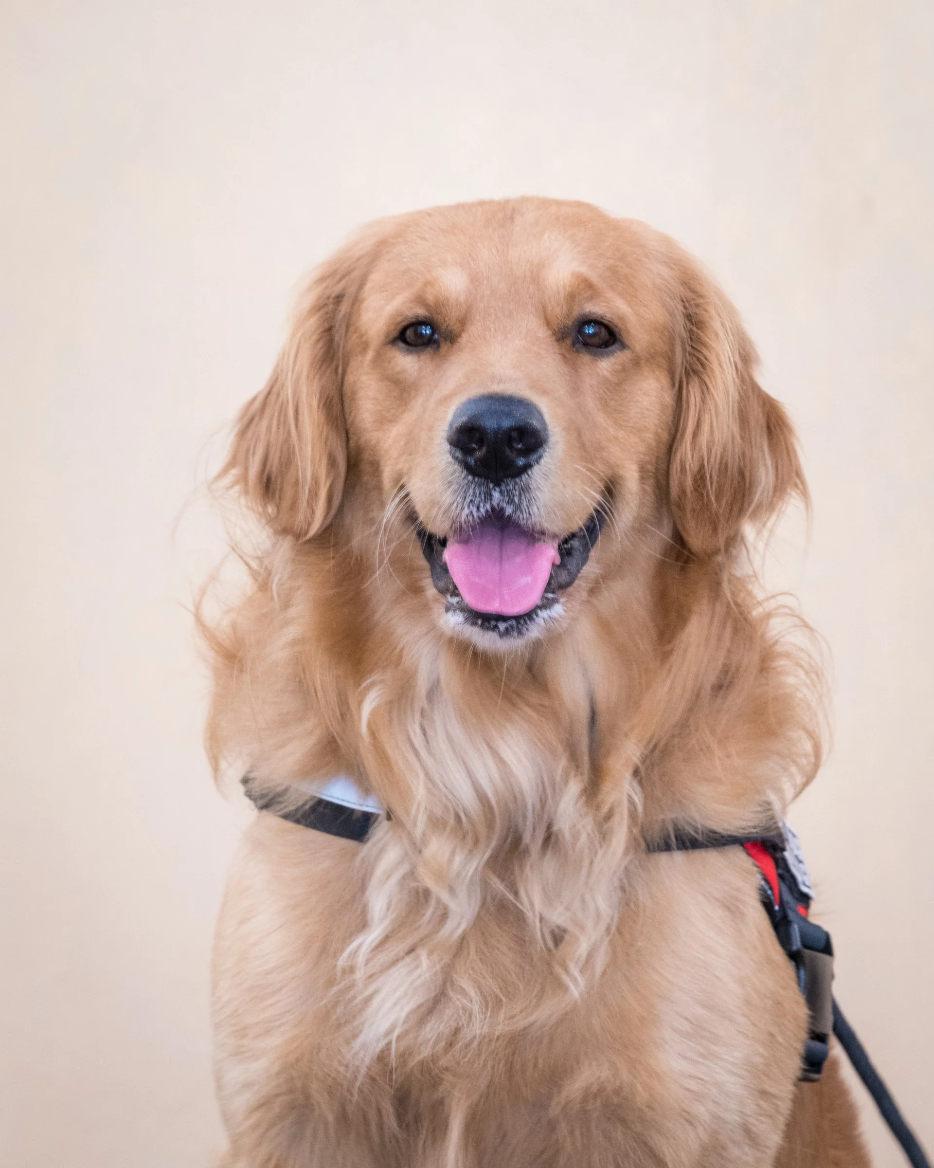 Luke, the Golden Retriever mascot of 210 Pediatrics.