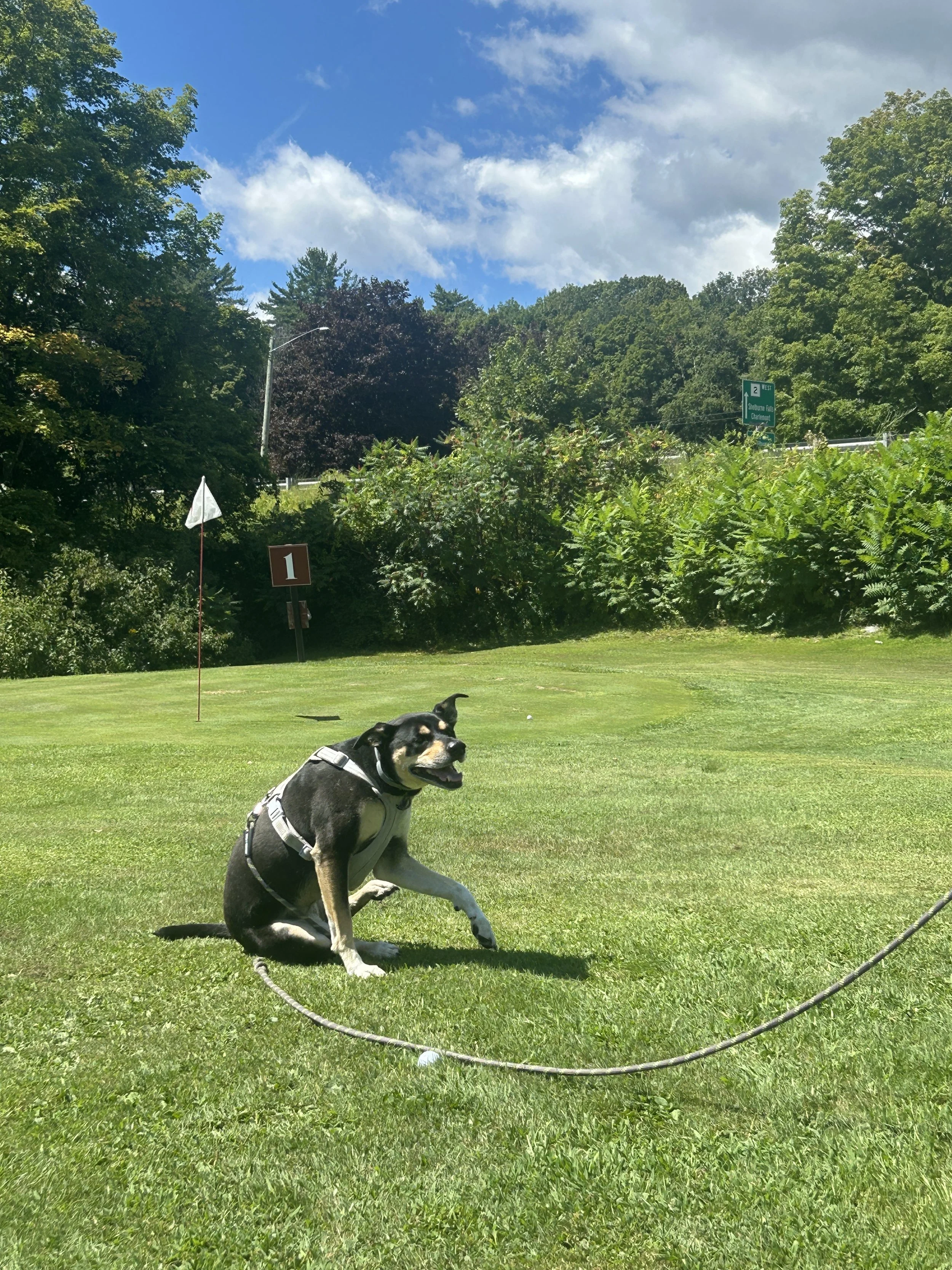 Dog on the course at Chip & Putt