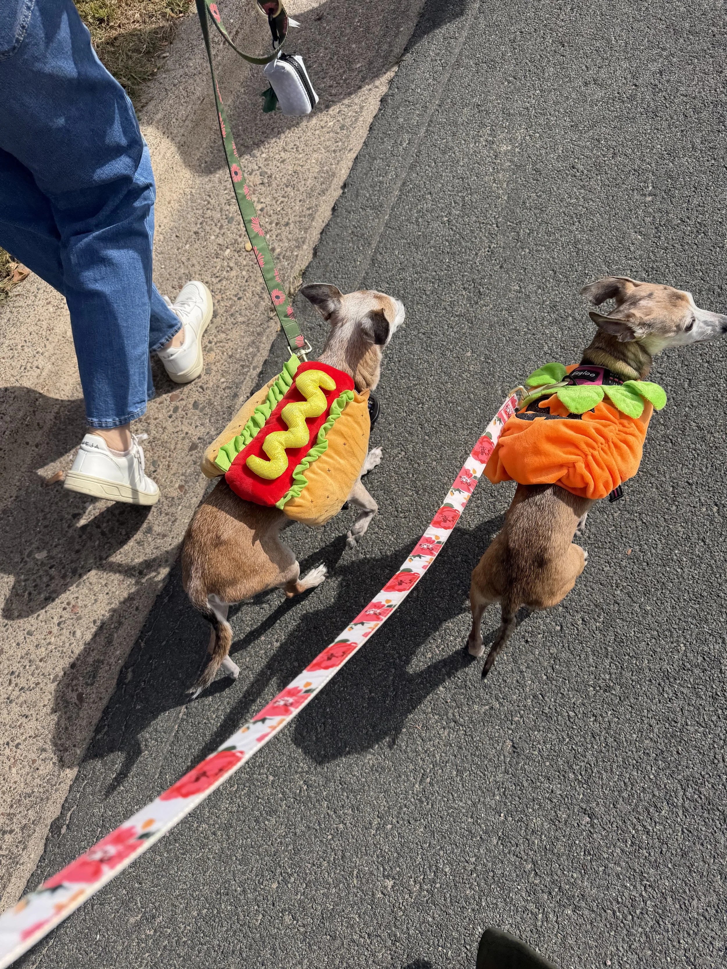 Can Do Woofaroo, and Some Very Good Dogs!